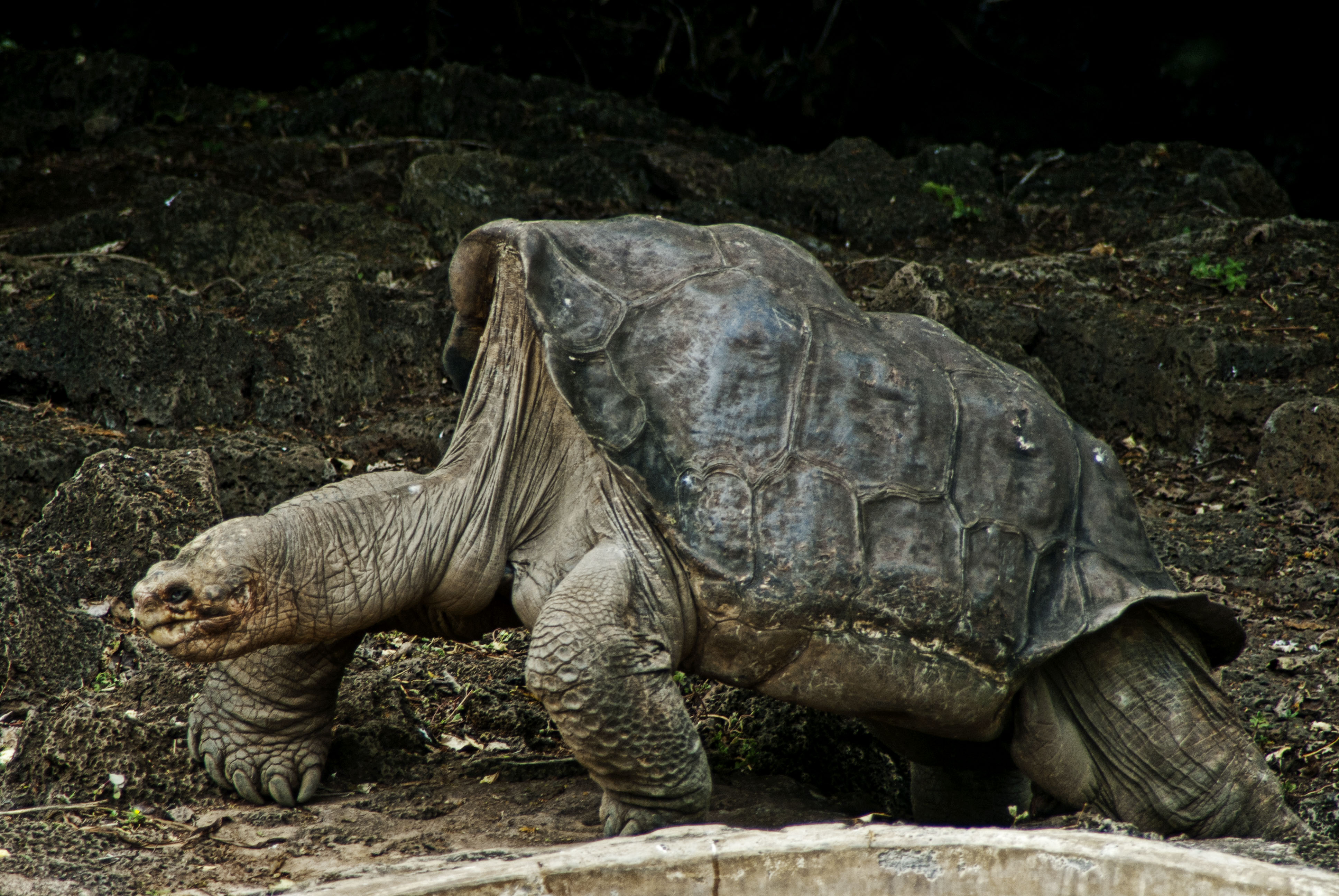Абингдонская слоновая черепаха одинокий Джордж