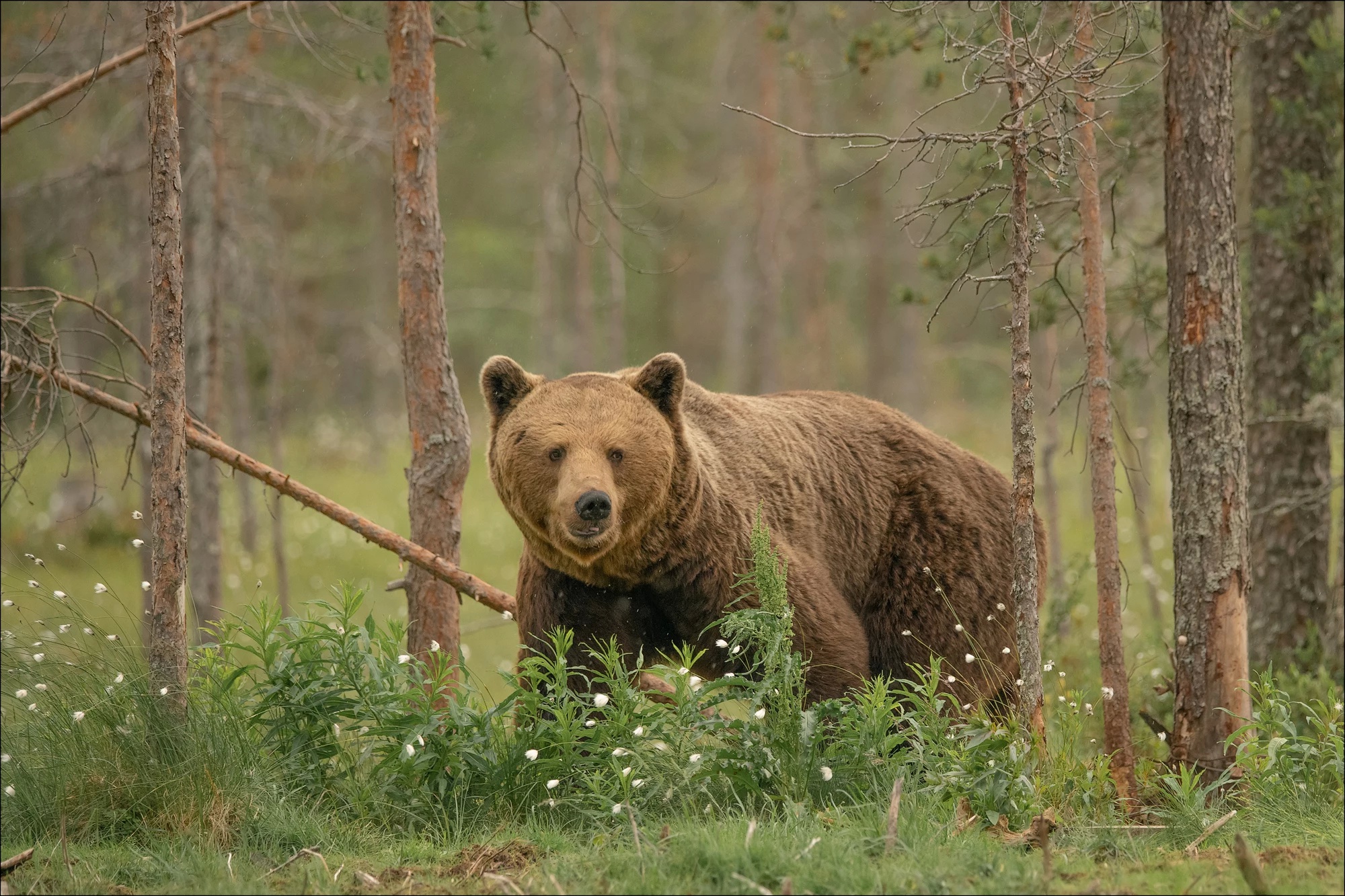 Бурый медведь в Удмуртии