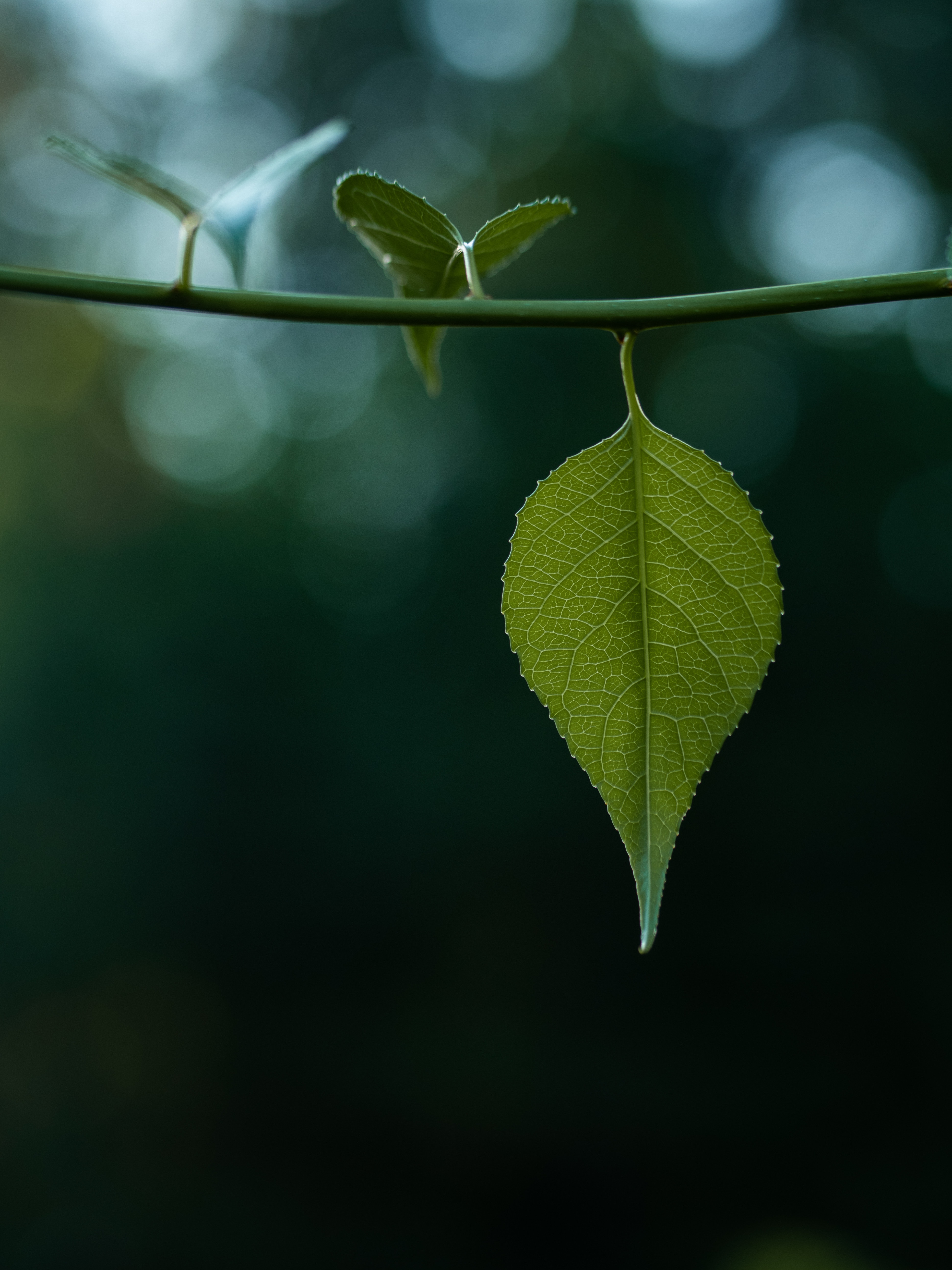 leaves, stem, green, blur, macro, smooth, bokeh, boquet, stalk QHD