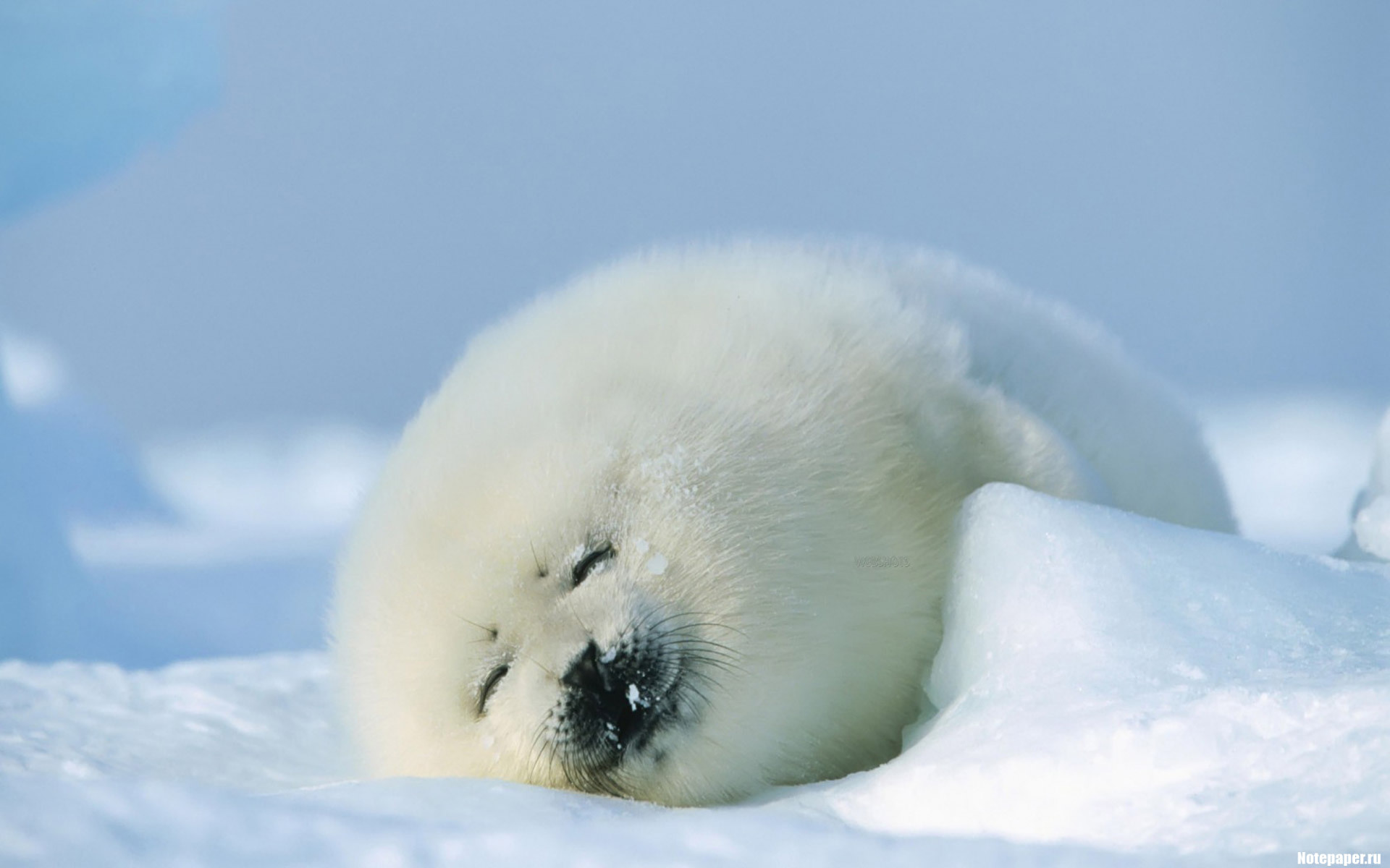 Скачать картинку Тюлени, Снег, Животные, Зима в телефон бесплатно.