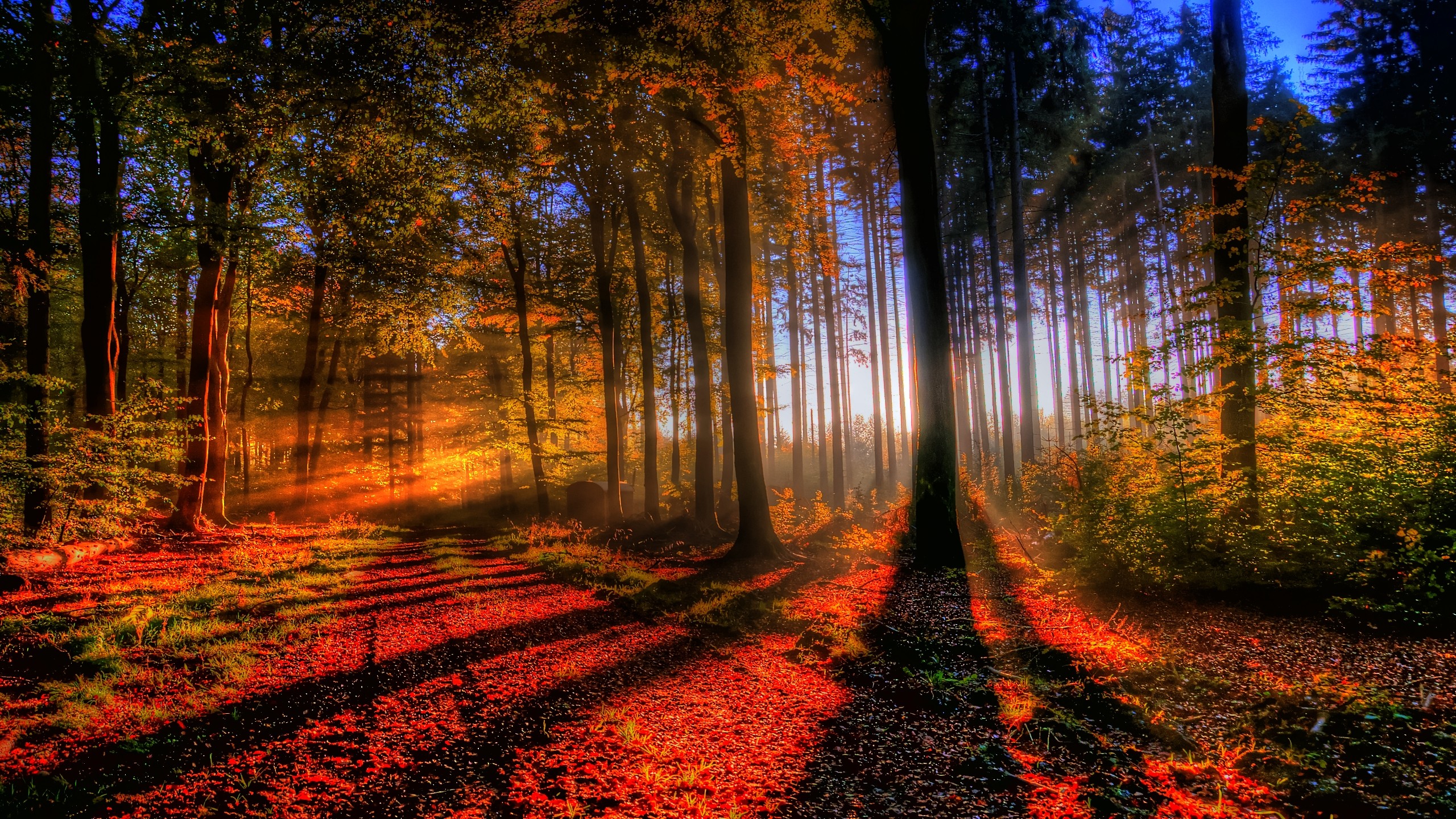 nature, forest, sunbeam, earth, fall, tree