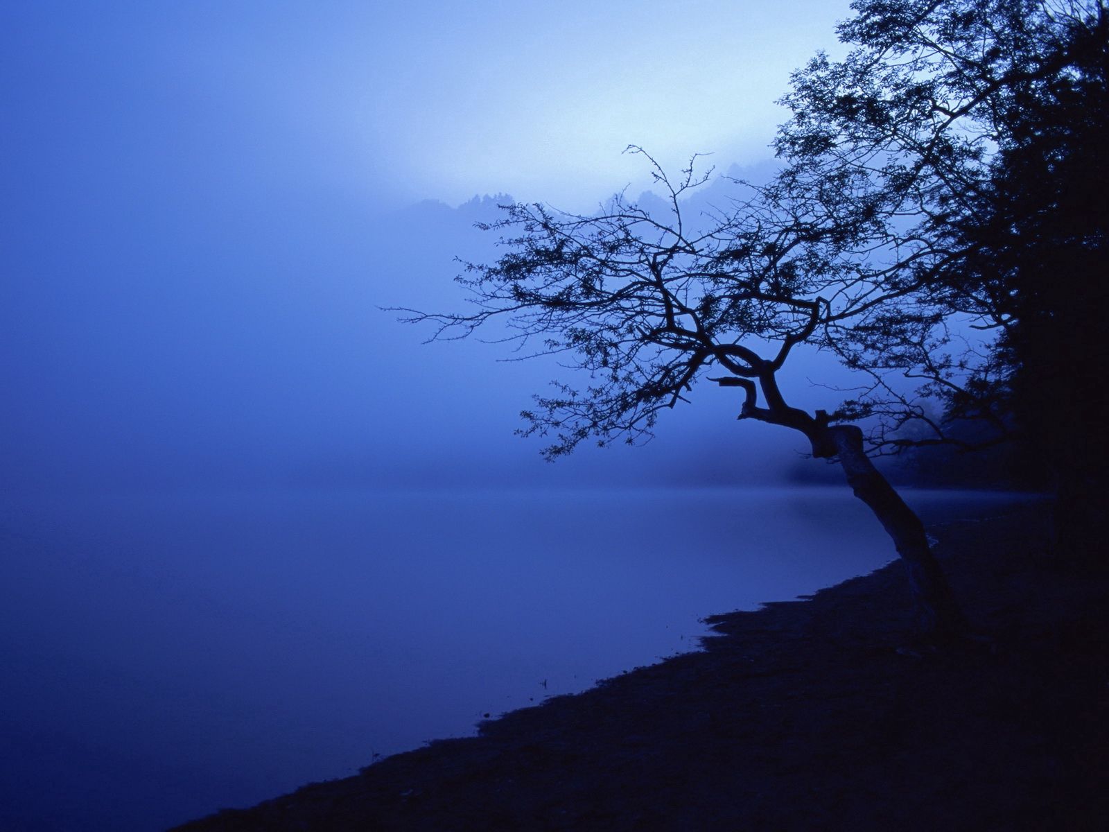 Download mobile wallpaper Wood, Tree, Outlines, Water Surface, Lake, Night, Nature for free.