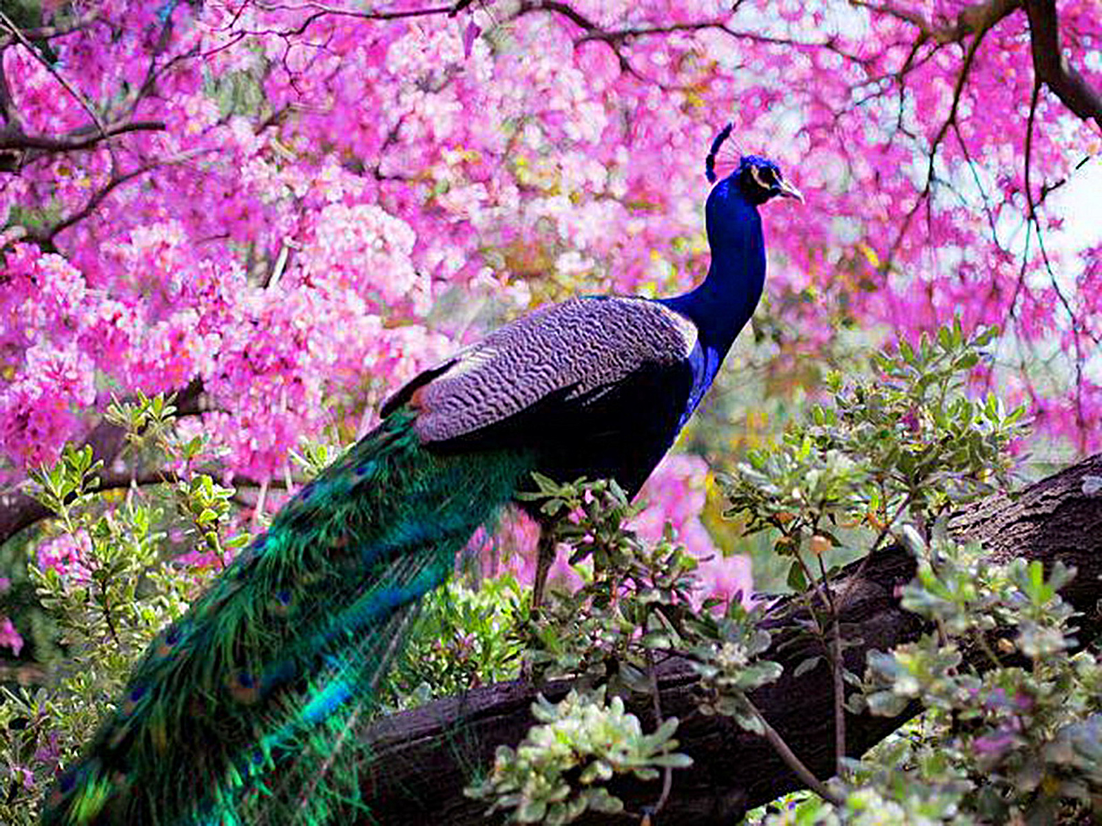 peacock, animal, bird, indian peafowl, peafowl, birds High Definition image
