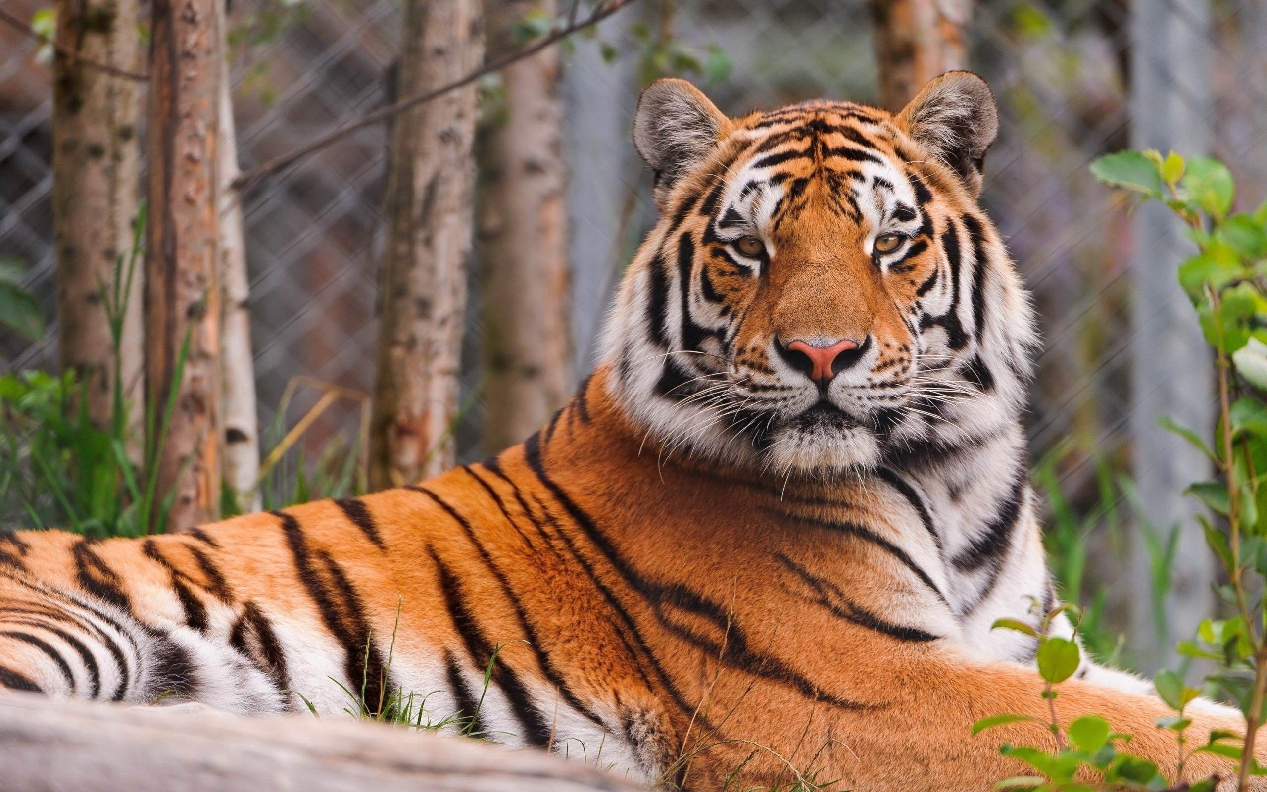 114104 télécharger l'image tigre, animaux, se coucher, mensonge, prédateur, gros chat, fauve - fonds d'écran et économiseurs d'écran gratuits