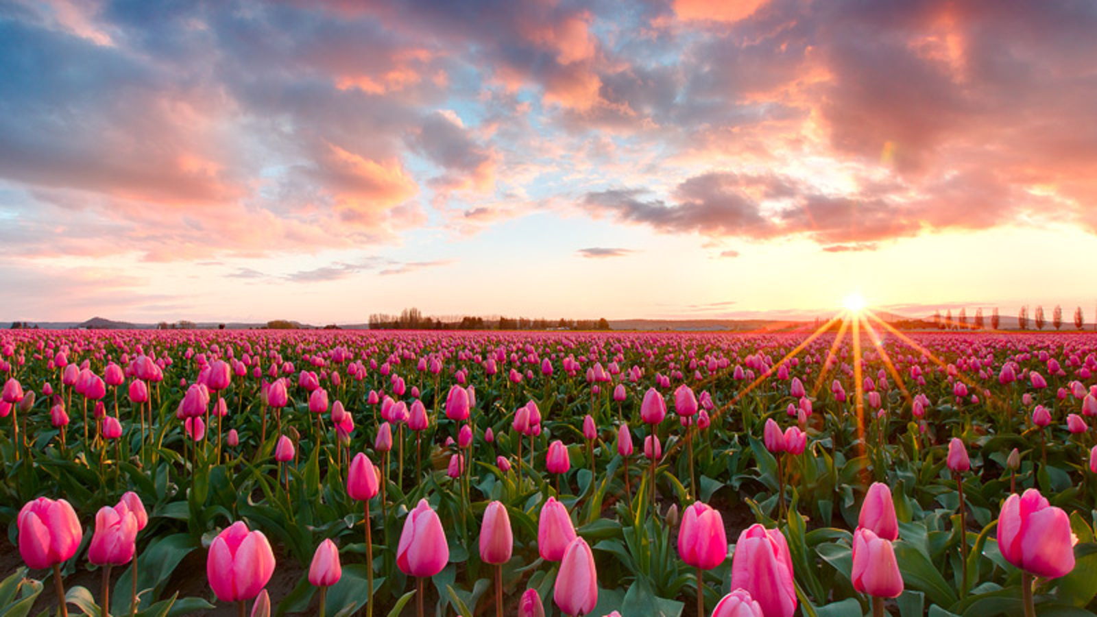 Tulips Photos Download The BEST Free Tulips Stock Photos  HD Images