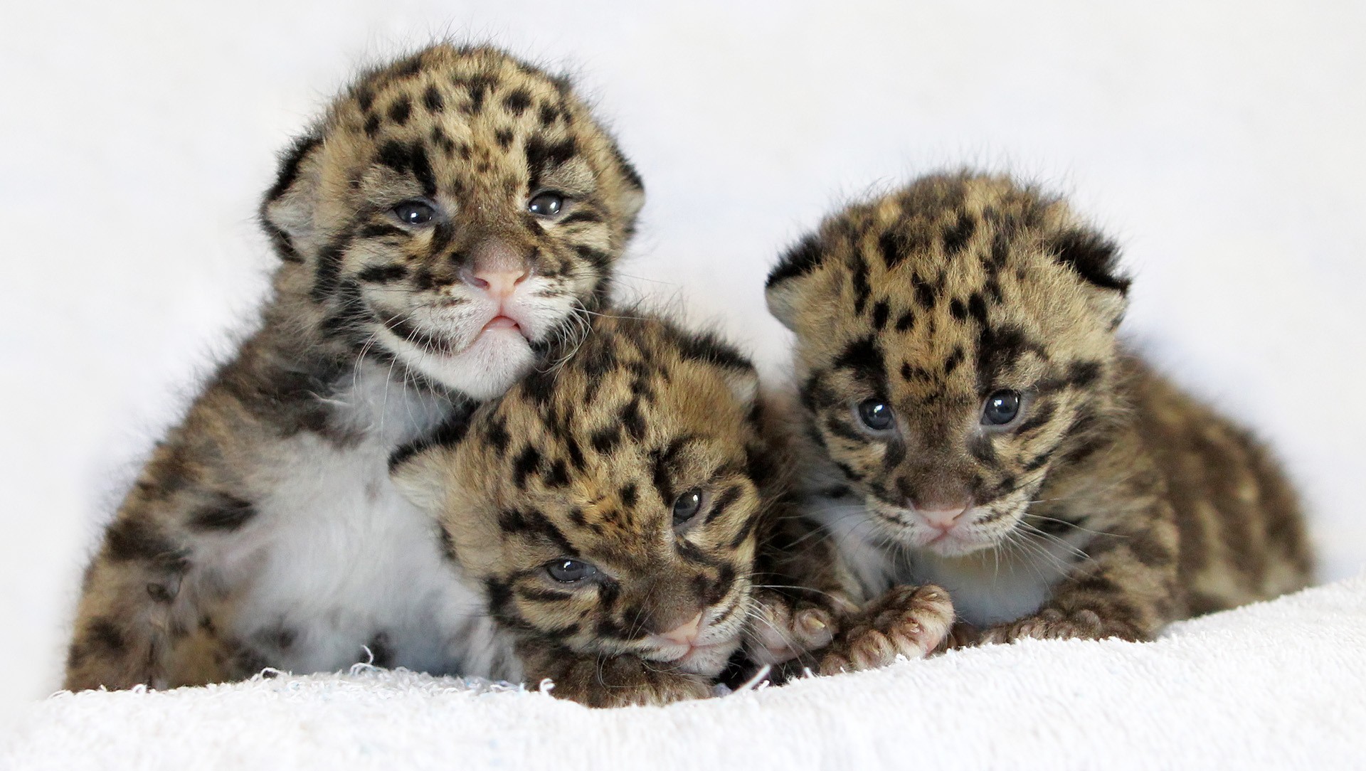 cats, animal, leopard, baby animal, cub