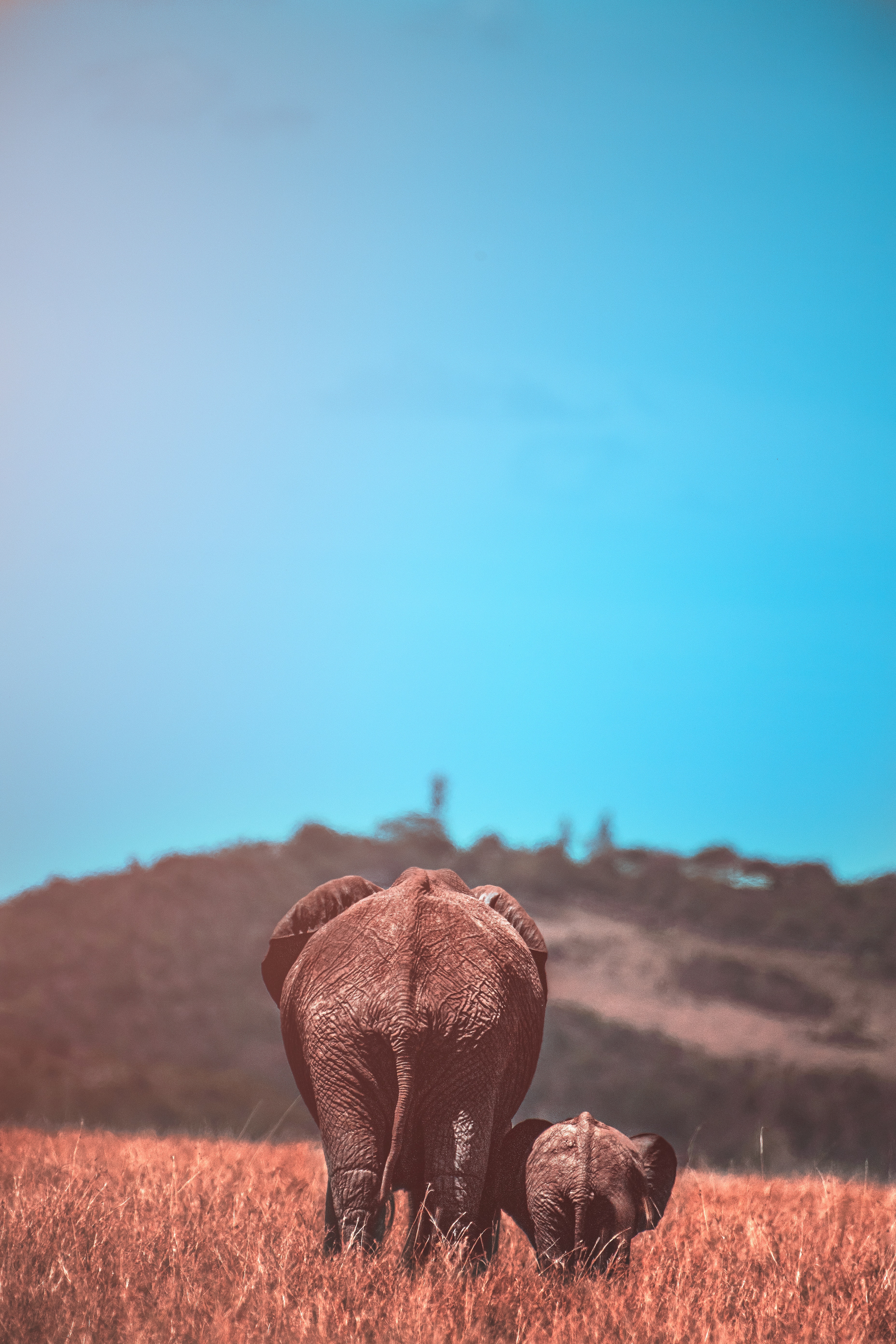 68664 Hintergrundbild herunterladen elefanten, elefant, tiere, elephants, junge, wilde natur, wildlife, joey - Bildschirmschoner und Bilder kostenlos