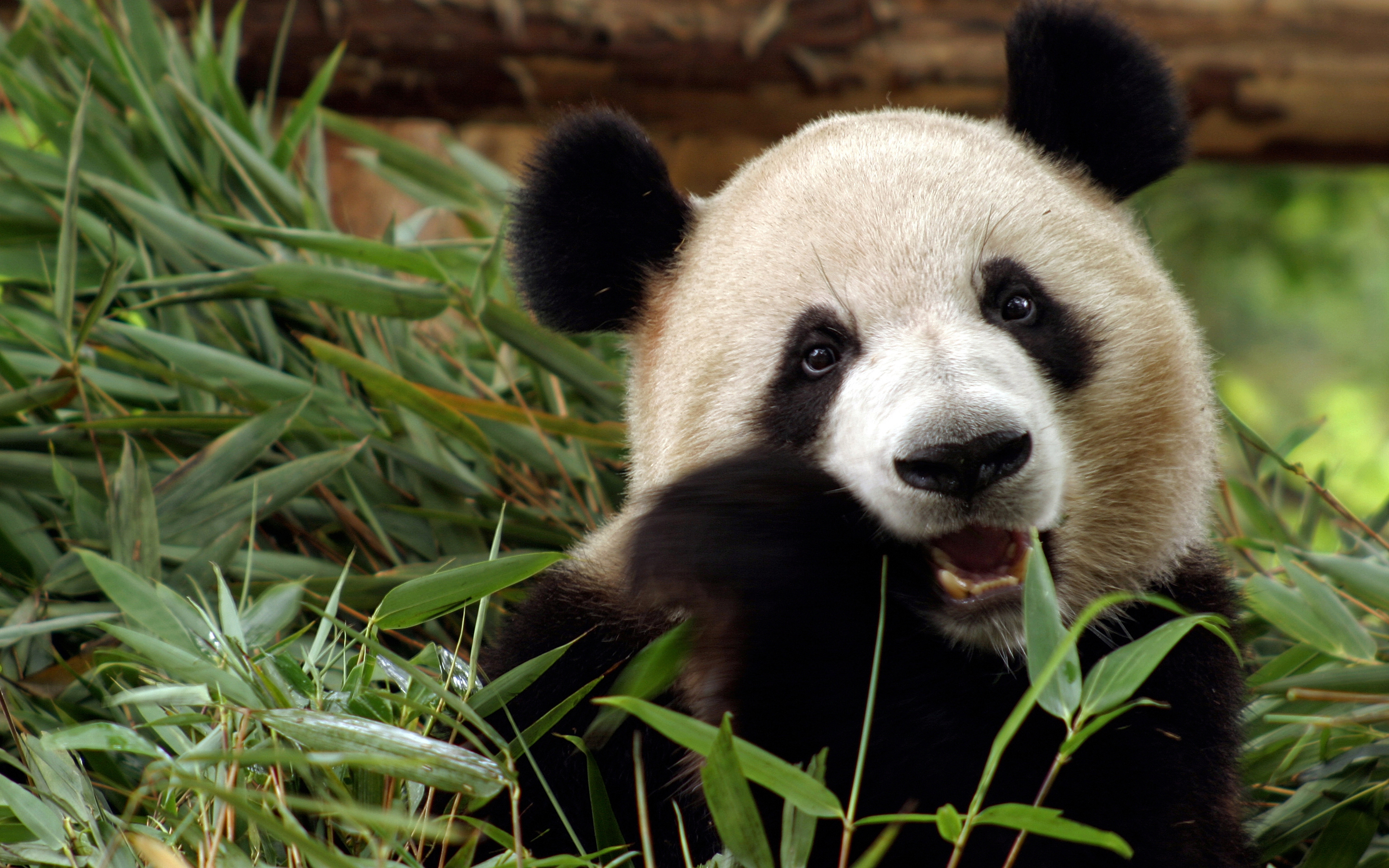 587536 Hintergrundbild herunterladen tiere, panda - Bildschirmschoner und Bilder kostenlos