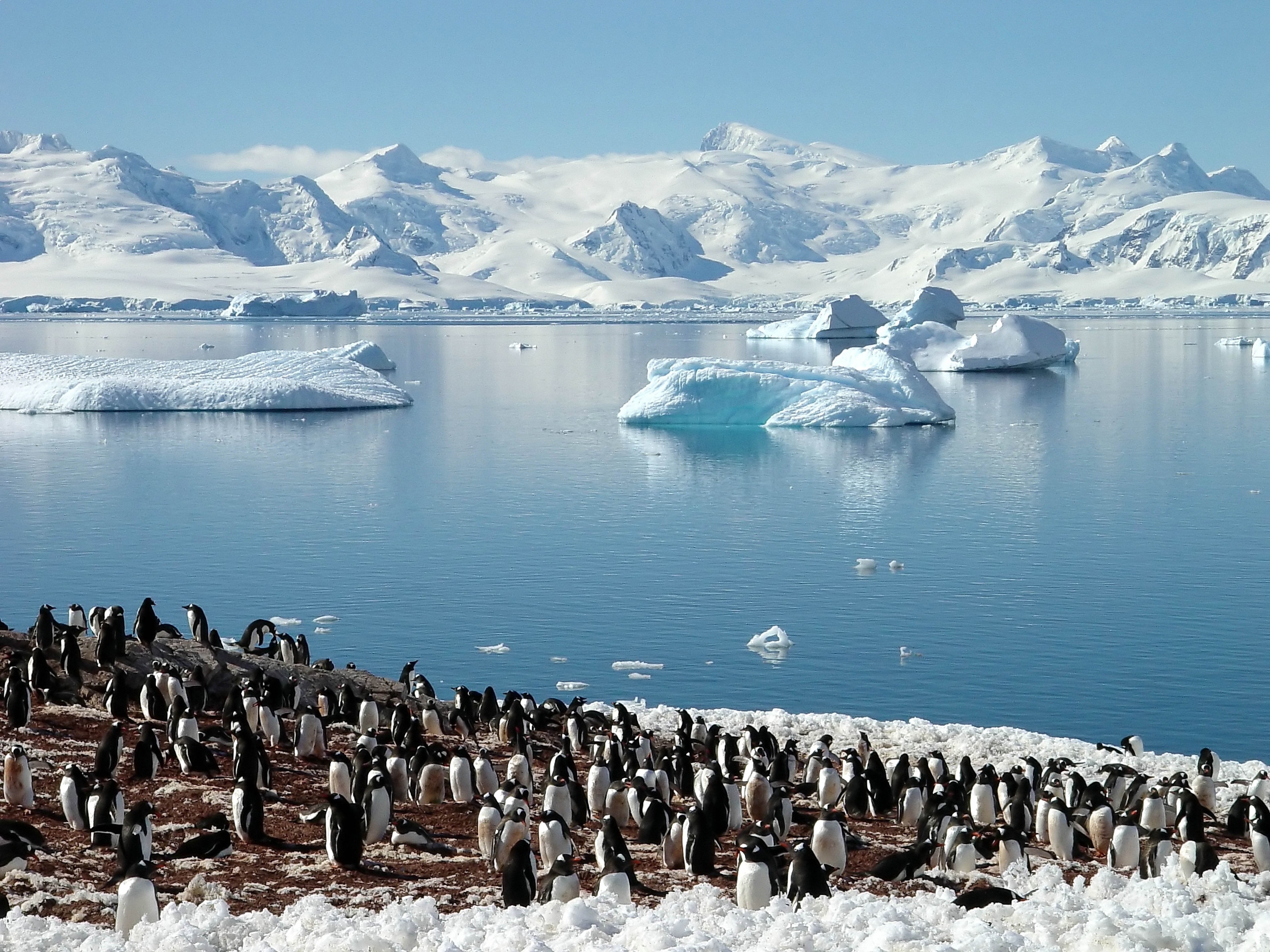 114563 descargar imagen mar, glaciares, animales, pingüinos, rebaño, primavera, norte: fondos de pantalla y protectores de pantalla gratis