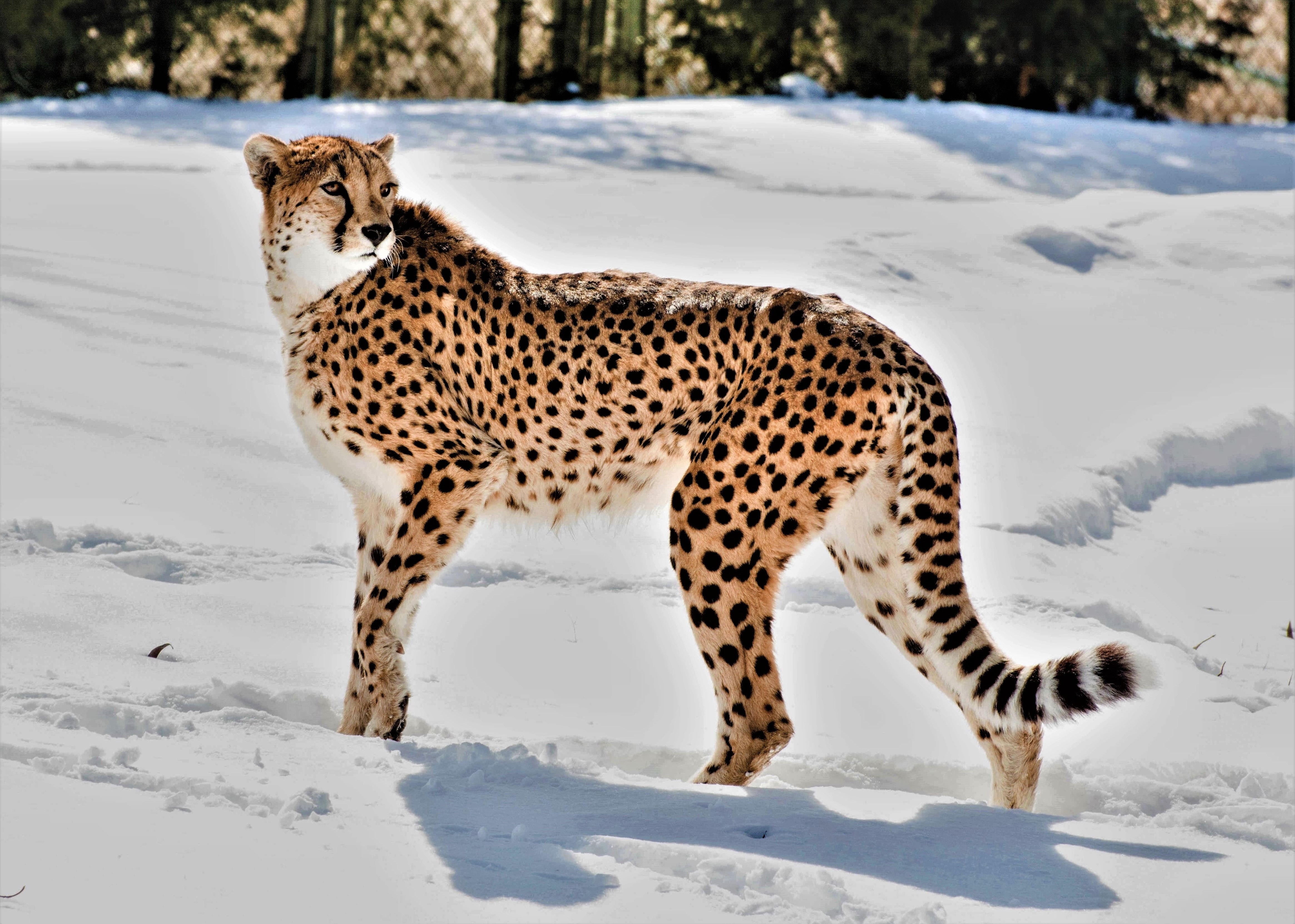 Download mobile wallpaper Animals, Snow, Predator, Animal, Big Cat, Cheetah, Wildlife for free.