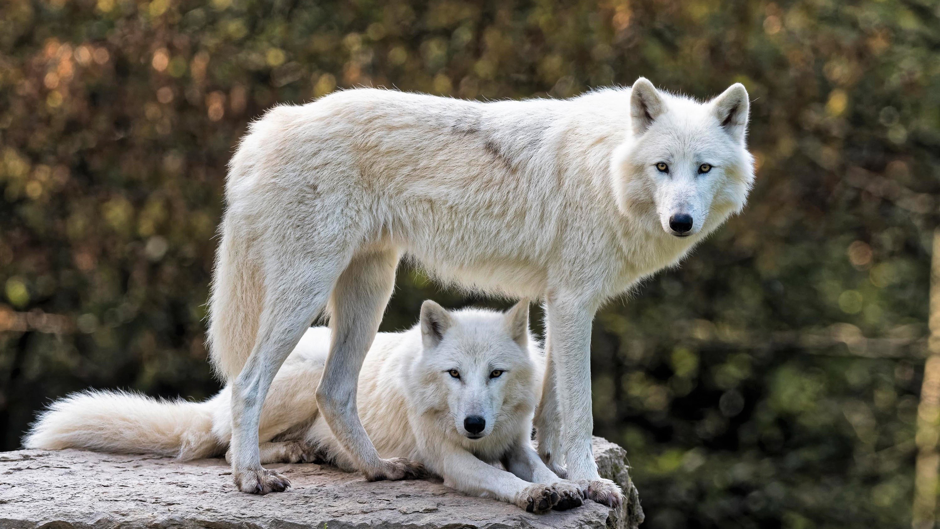 861868 скачать обои белый волк, волк, животные, арктический волк, боке - заставки и картинки бесплатно