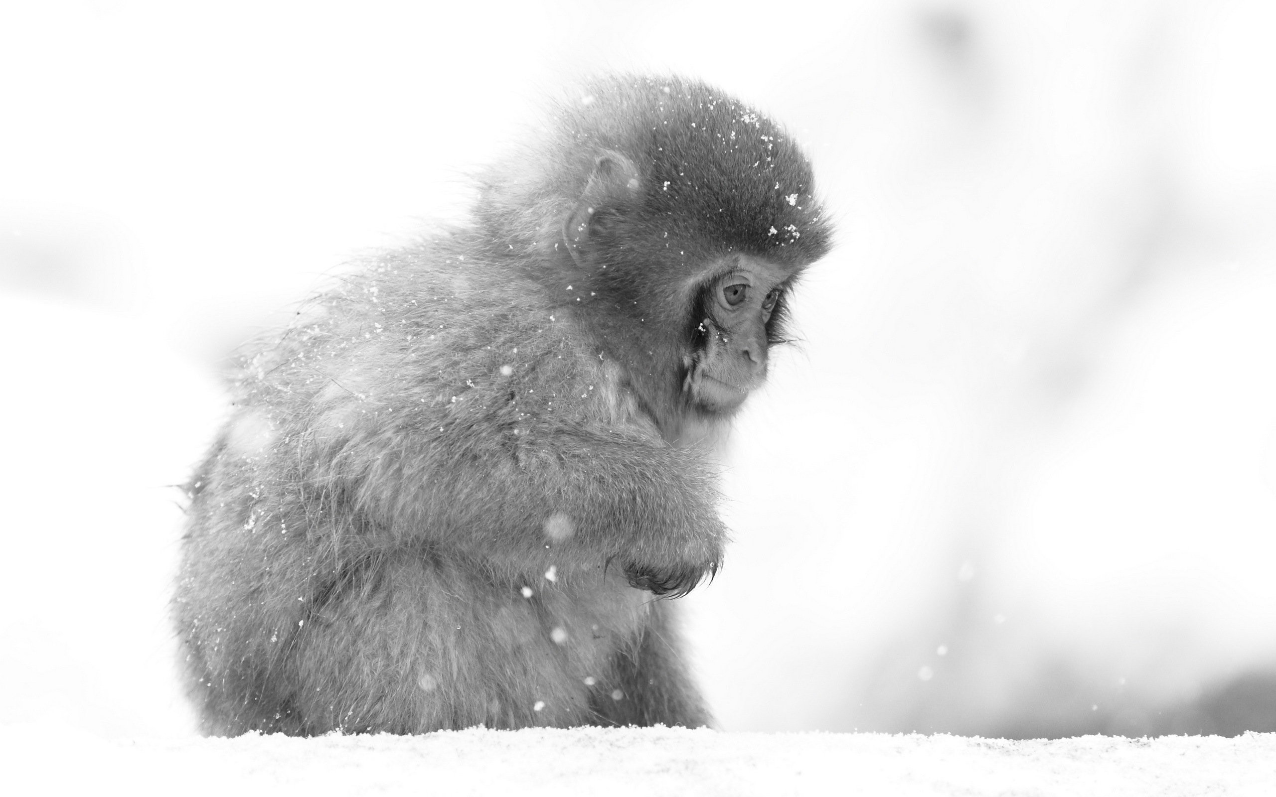 282058 télécharger l'image animaux, macaque japonais, singes - fonds d'écran et économiseurs d'écran gratuits