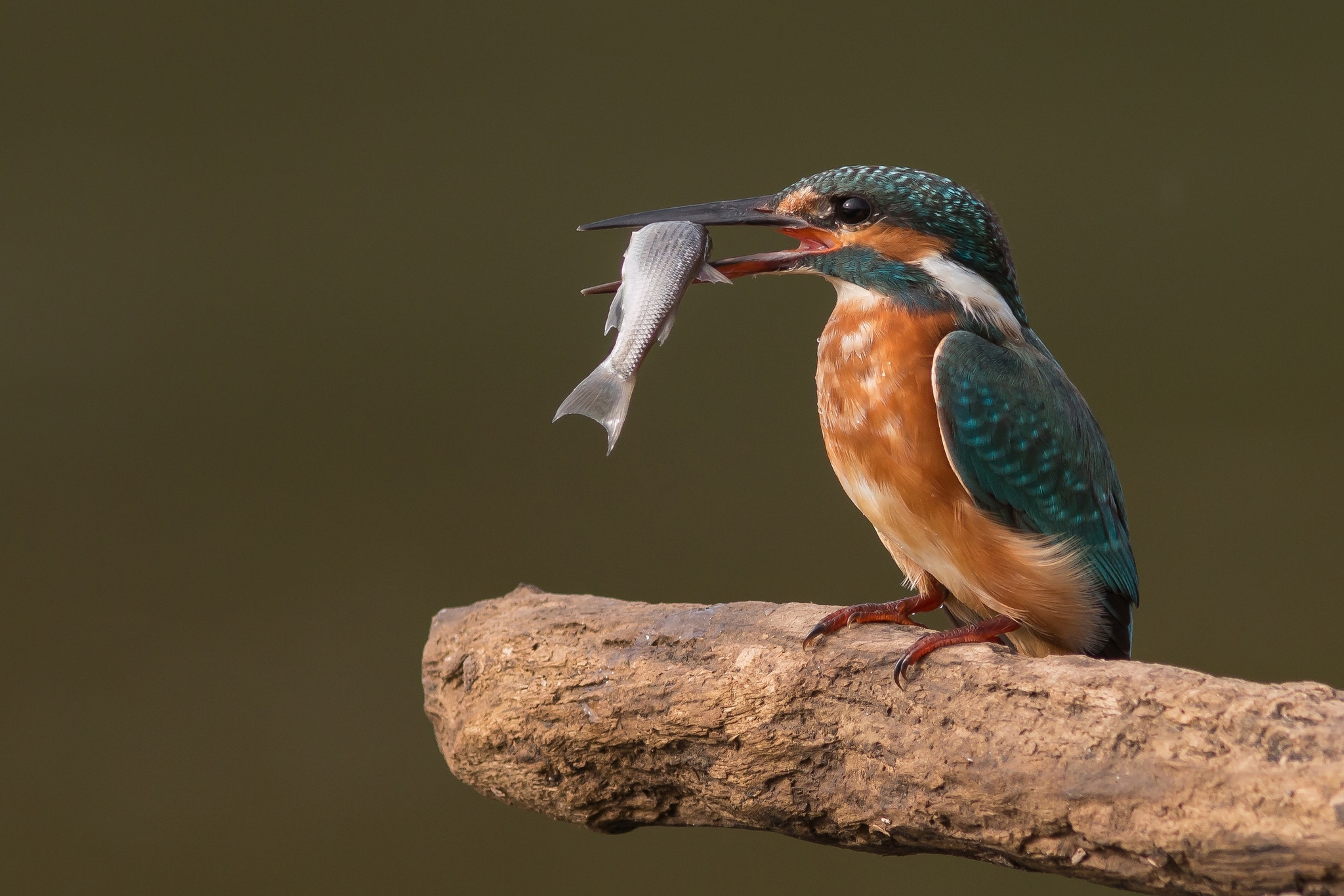 Fishing birds. Обыкновенный Зимородок. Исполинский Зимородок. Обыкновенный Зимородок самка. Абидин Зимородок.