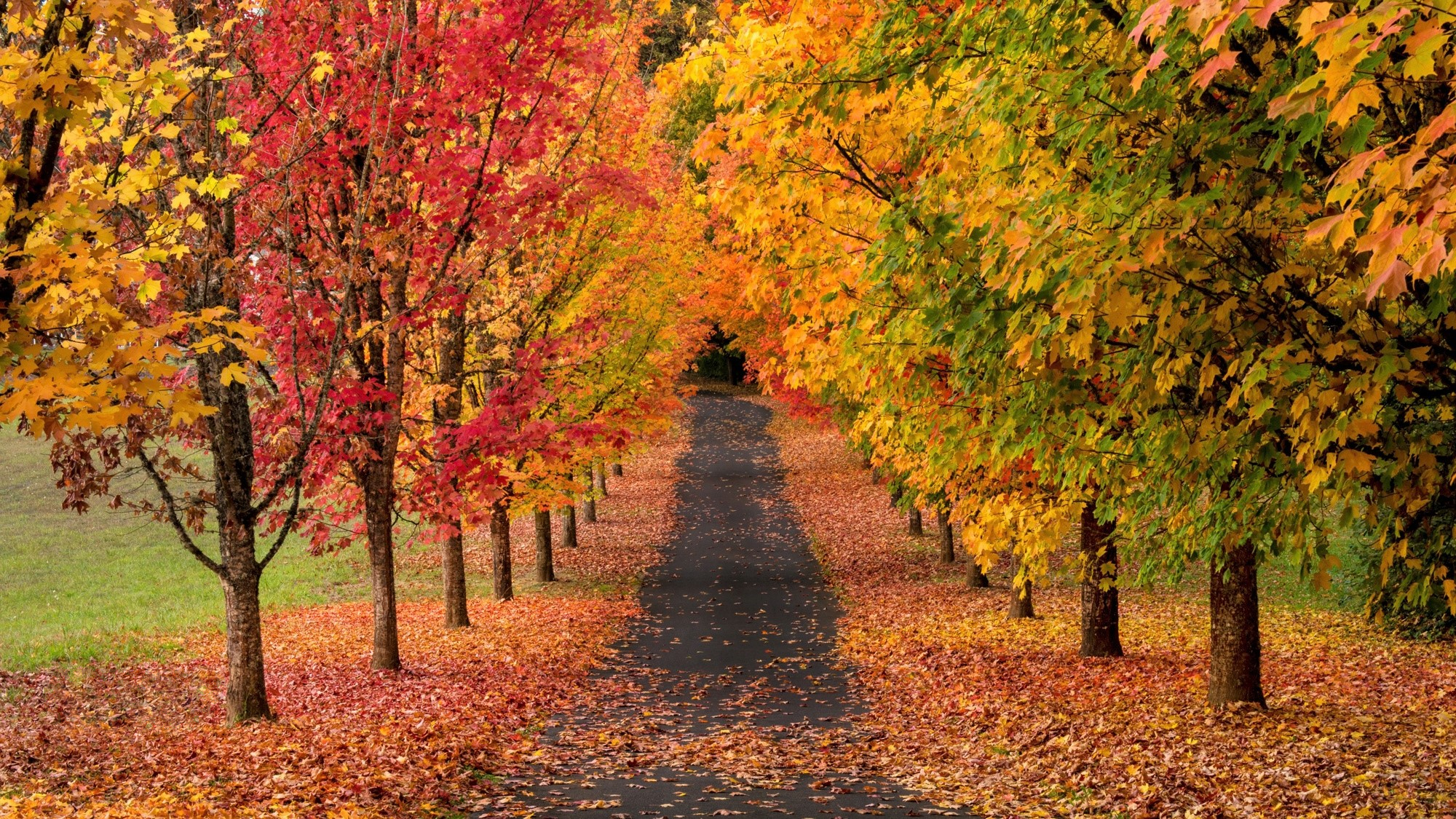 Разноцветные деревья осенью