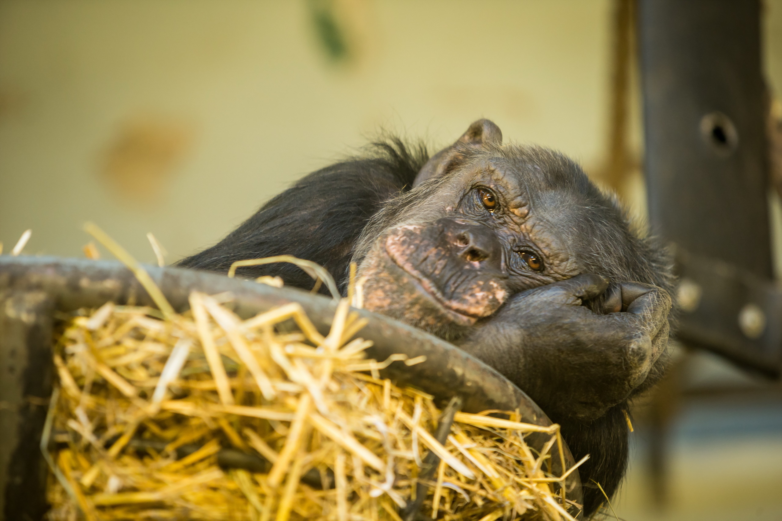 Download mobile wallpaper Monkeys, Monkey, Animal, Chimpanzee for free.