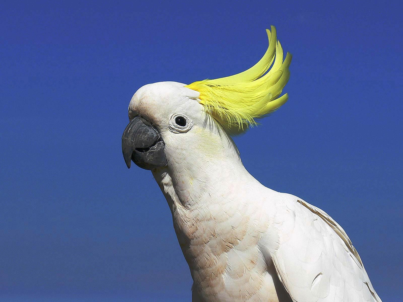 animal, sulphur crested cockatoo, cockatoo, birds for android