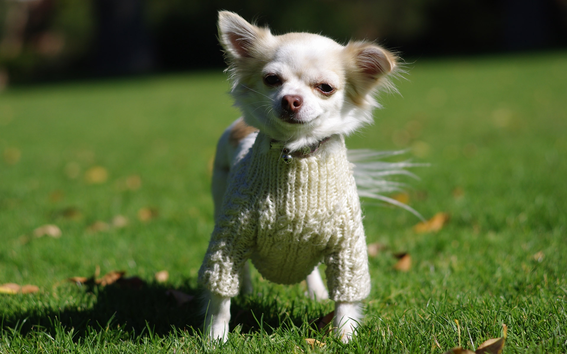 wallpapers animal, chihuahua, dog, dogs