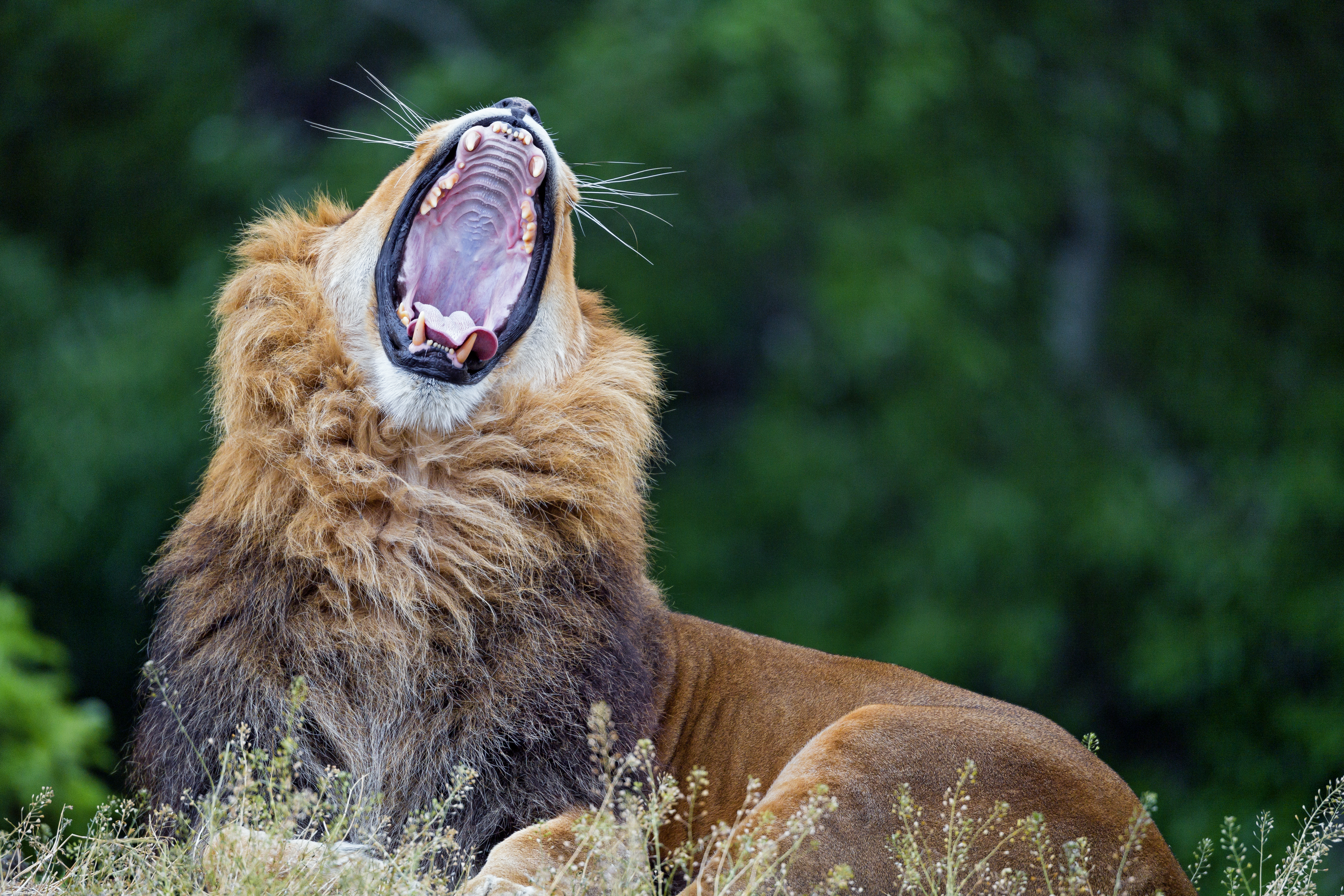 wildlife, predator, animals, lion, big cat, to yawn, yawn