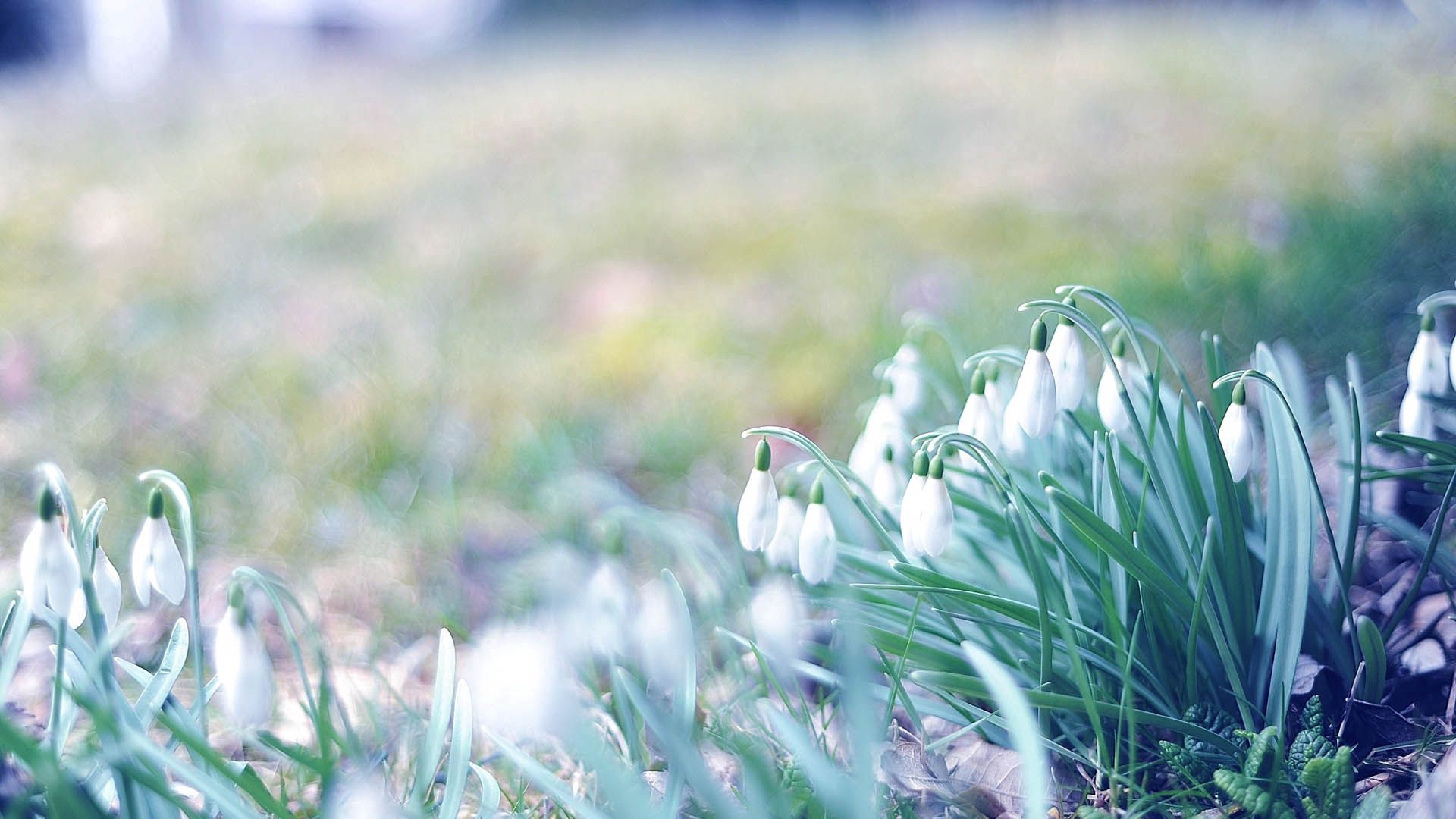 snowdrops, flowers, grass, plant, macro for android
