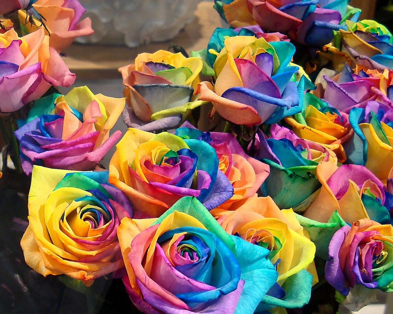 bright, roses, buds, flowers, multicolored