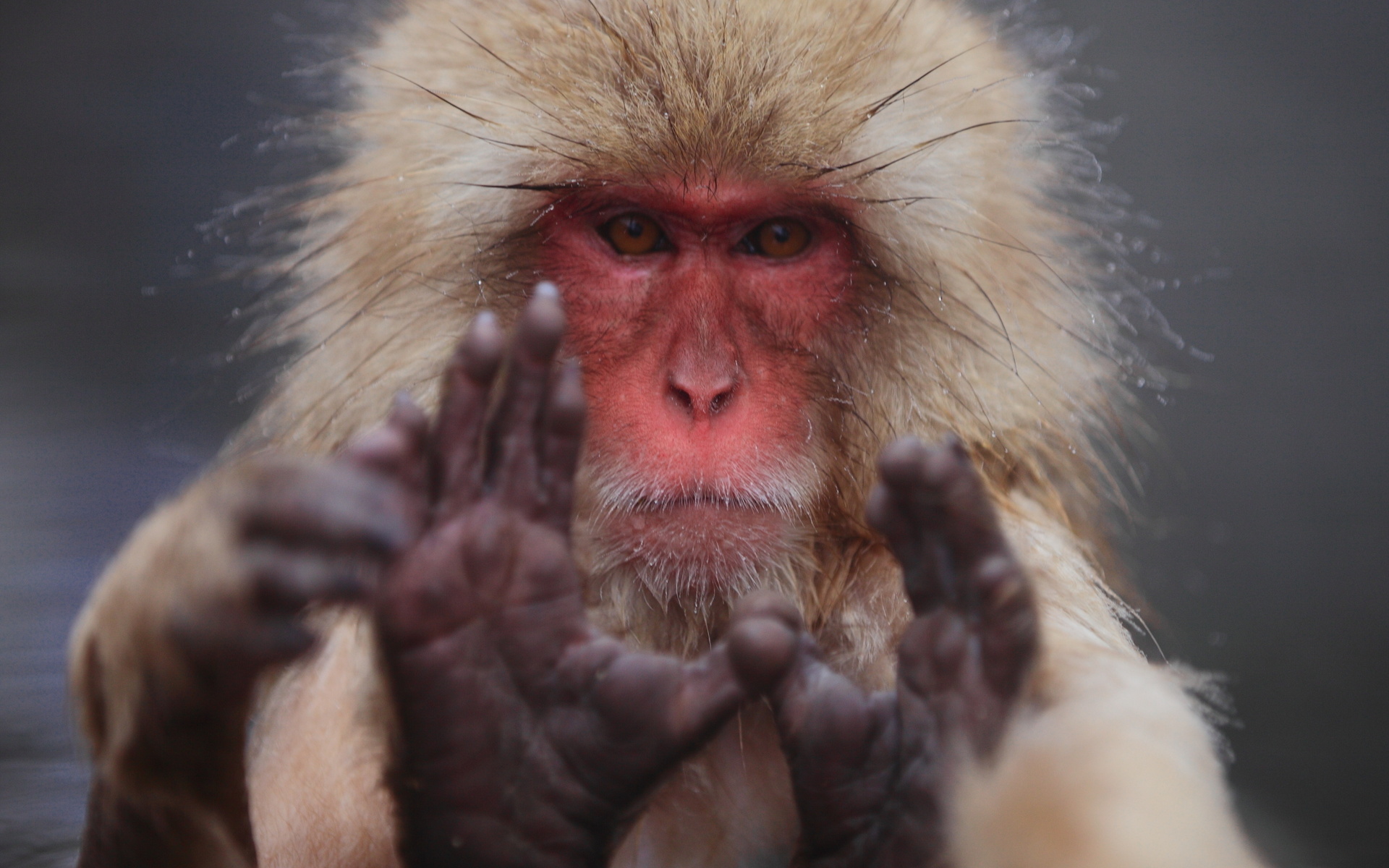 animal, japanese macaque