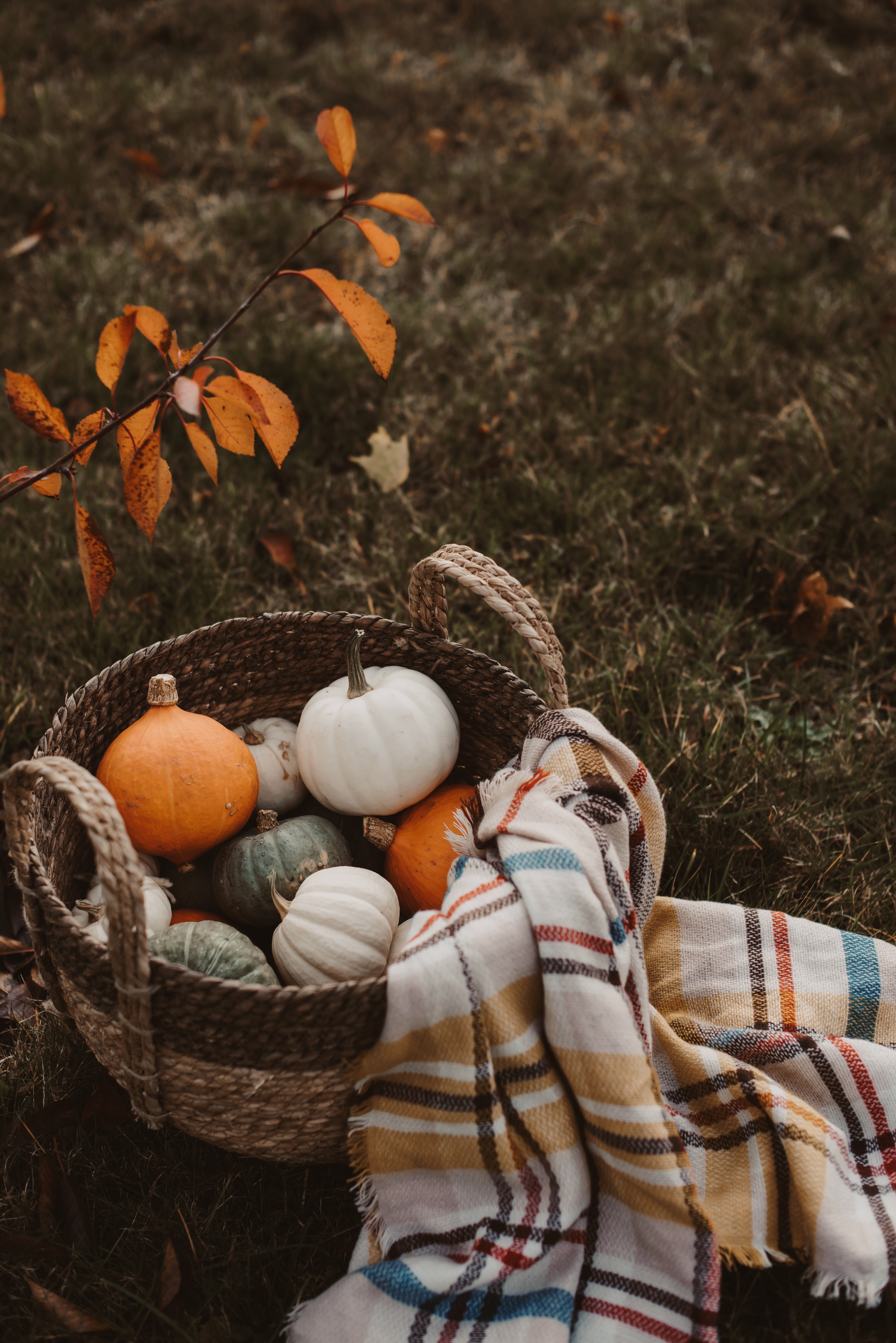 autumn, pumpkin, food, basket, harvest, plaid HD wallpaper