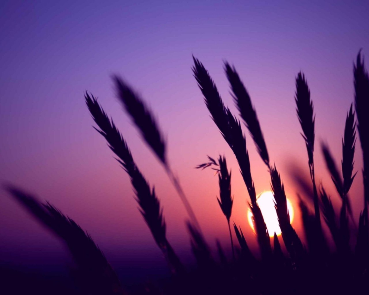 wheat, landscape, sunset, sun 32K