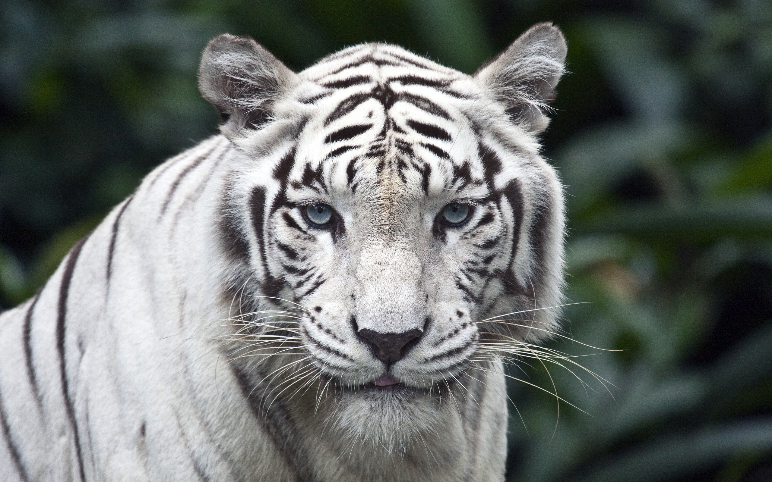 174677 Bild herunterladen tiger, tiere, weißer tiger, katzen - Hintergrundbilder und Bildschirmschoner kostenlos
