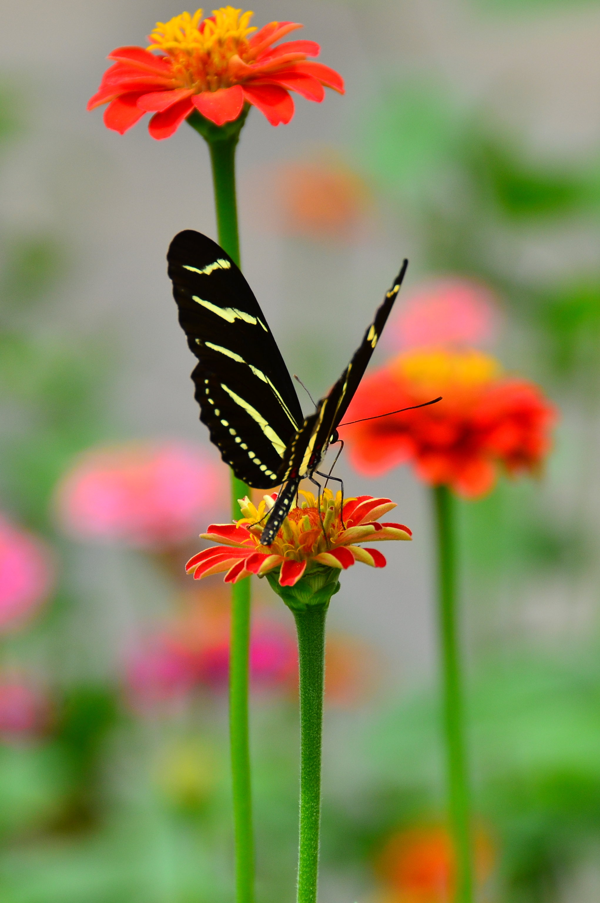 animals, butterfly, flower, macro, petals, pattern, wings Smartphone Background