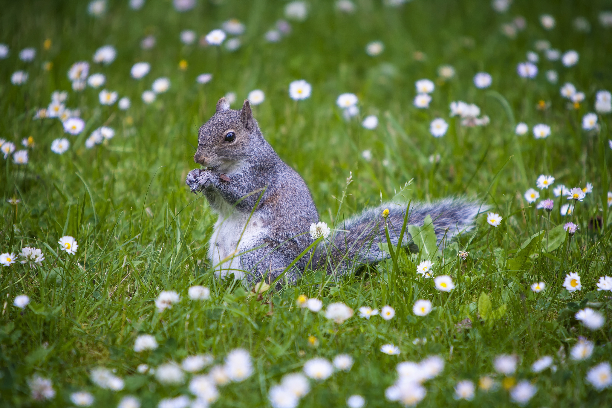 android squirrel, stroll, animals, grass, animal