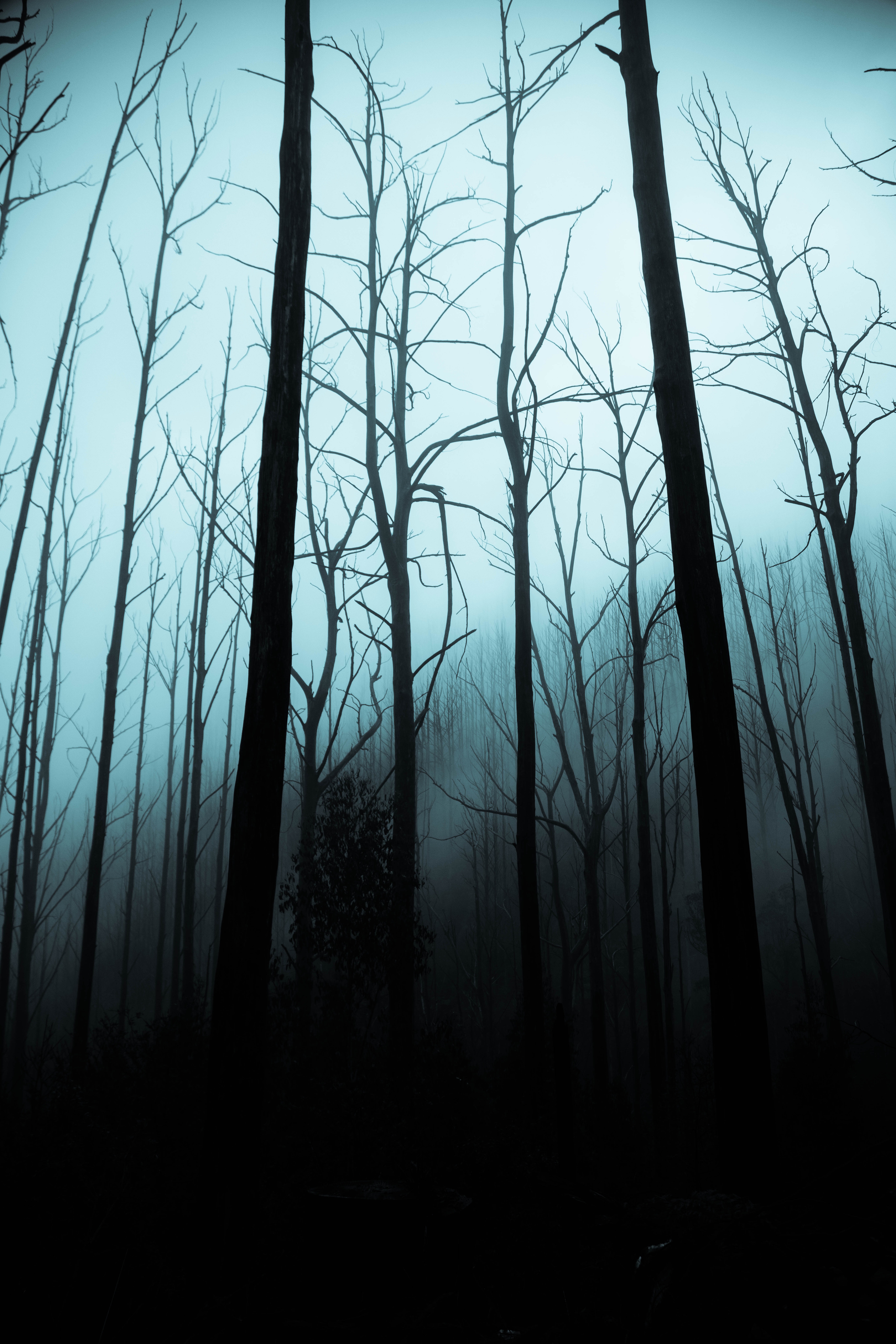 111208 Hintergrundbild herunterladen nebel, dunkel, bäume, übernachtung, wald, düster, düsteren - Bildschirmschoner und Bilder kostenlos