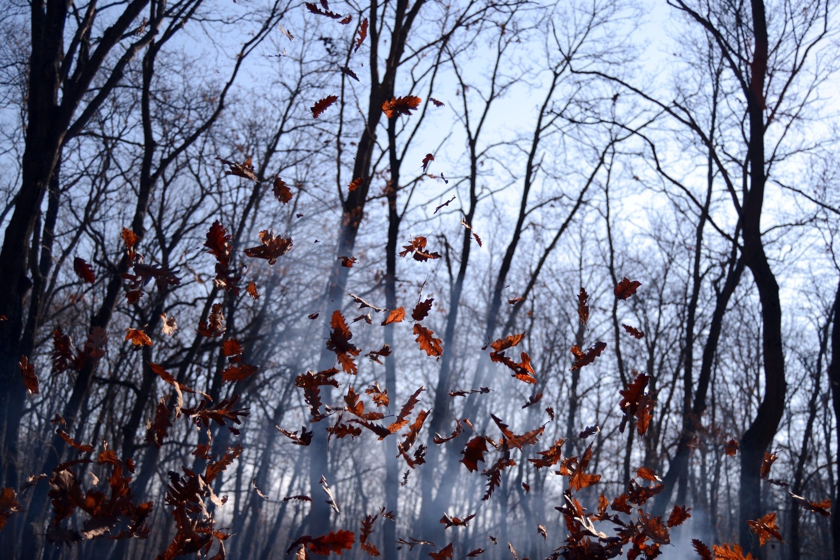 Ветер играет легкой листвою. Поздняя осень. Дерево с облетающей листвой. Осень ветер. Поздняя осень в лесу.