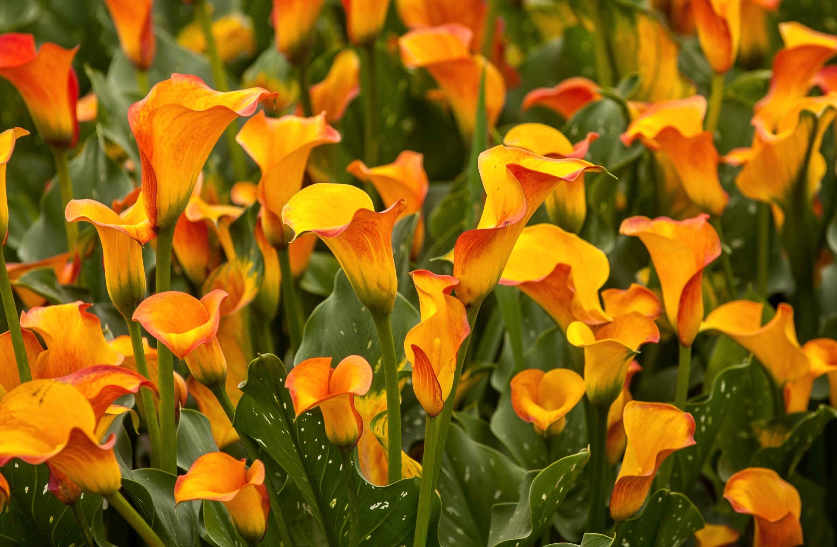 flowers, calla, flower bed, bright, close up, flowerbed, callas