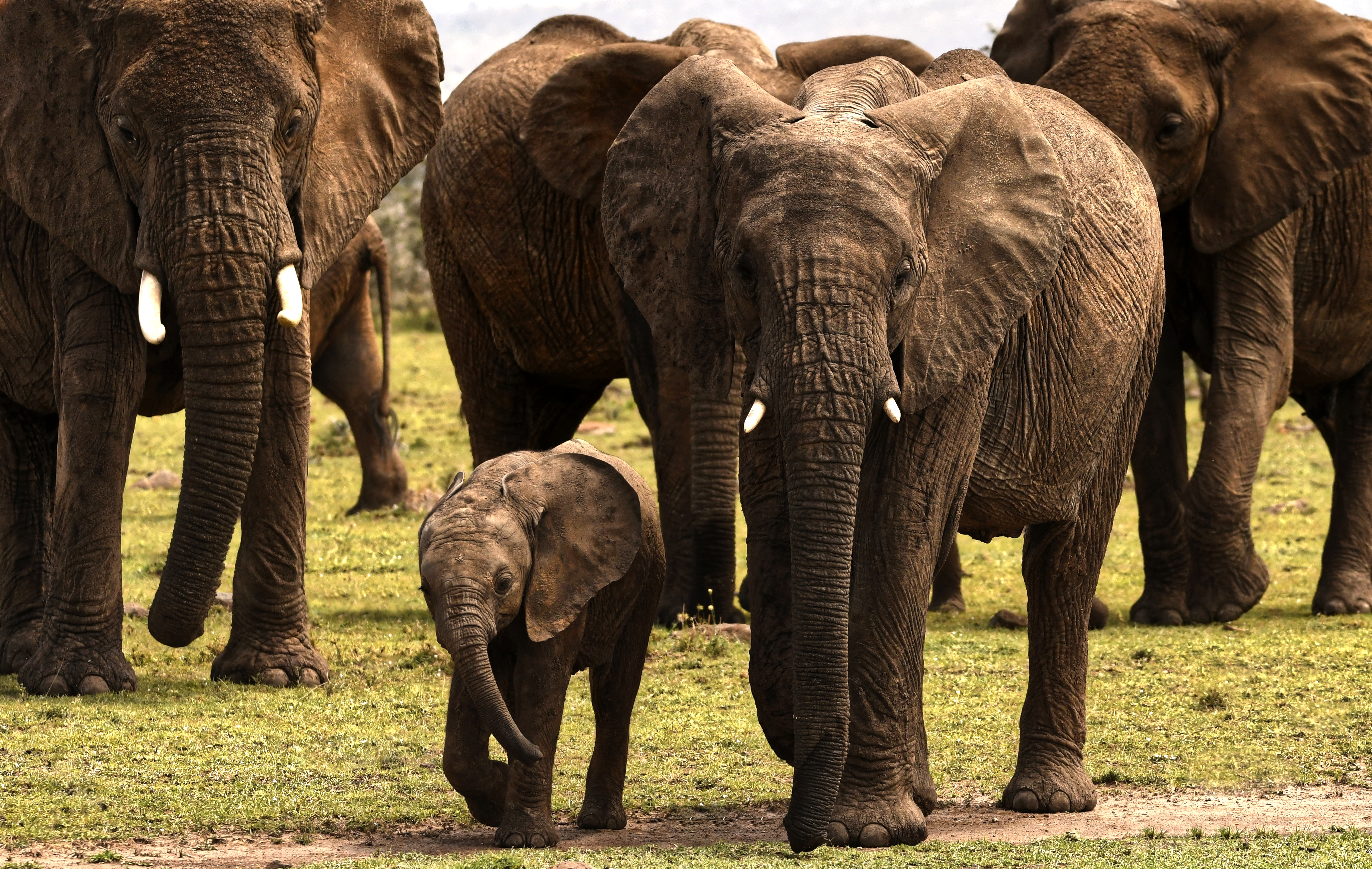 482021 télécharger le fond d'écran animaux, éléphant de savane d'afrique, bébé animal, troupeau, réserve nationale du masaï mara, éléphants - économiseurs d'écran et images gratuitement
