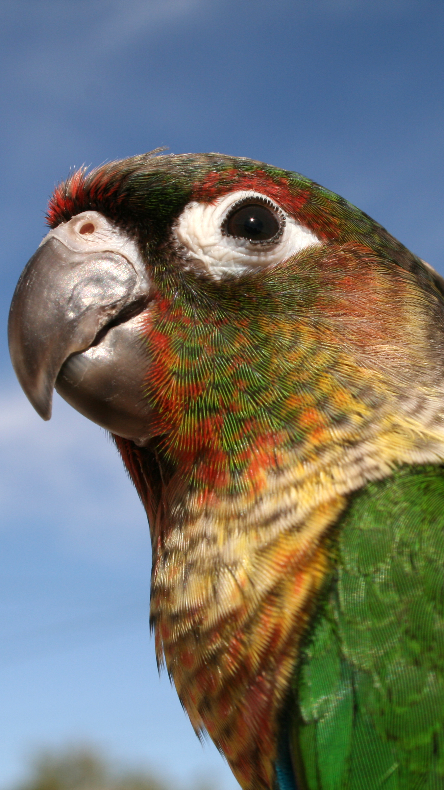 Best Parrot iPhone HD Wallpapers - iLikeWallpaper