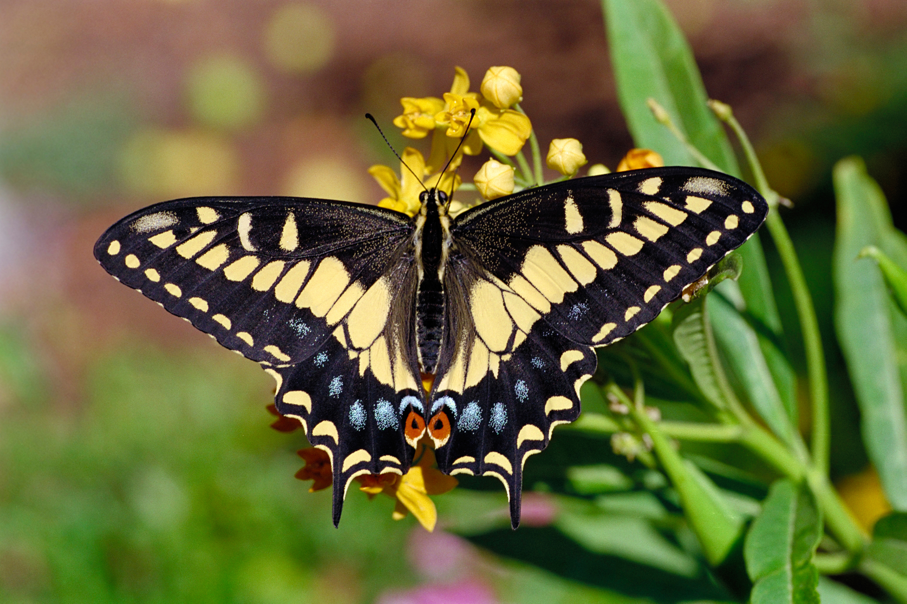 Желтая бабочка Махаон