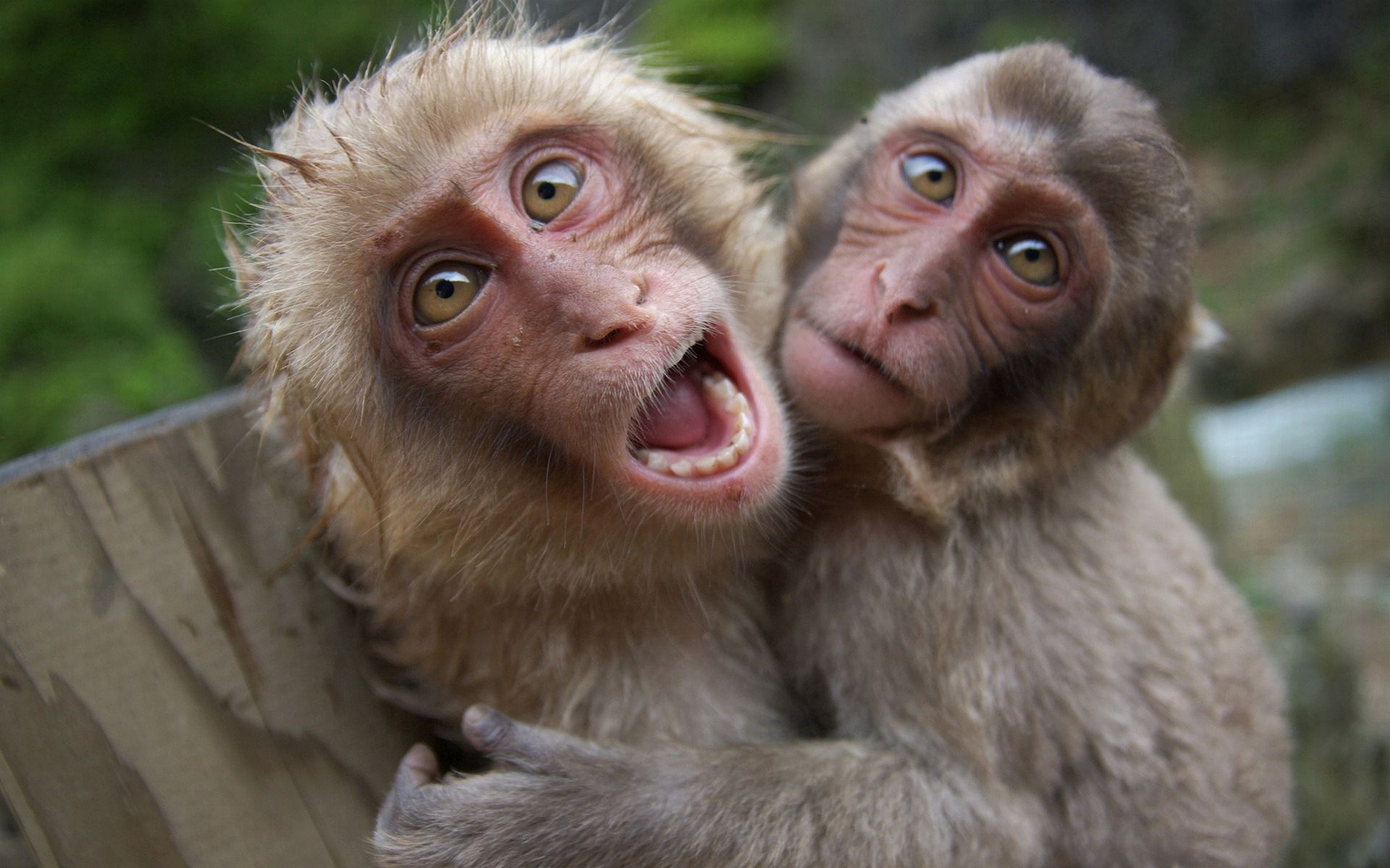 100822 Bild herunterladen tiere, monkeys, paar, spielerisch, spielerische, schrei, weinen - Hintergrundbilder und Bildschirmschoner kostenlos