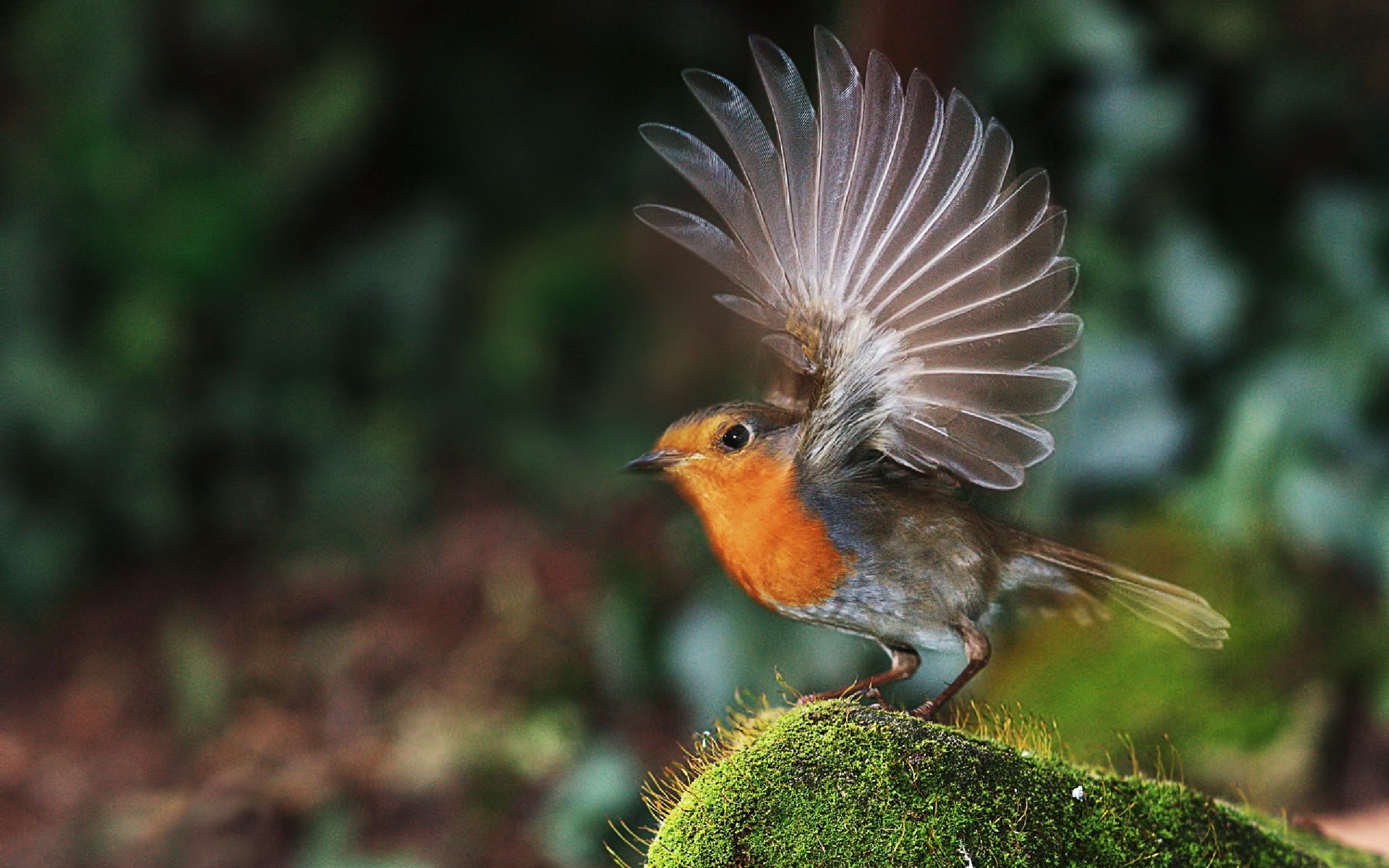 animal, robin, birds Phone Background