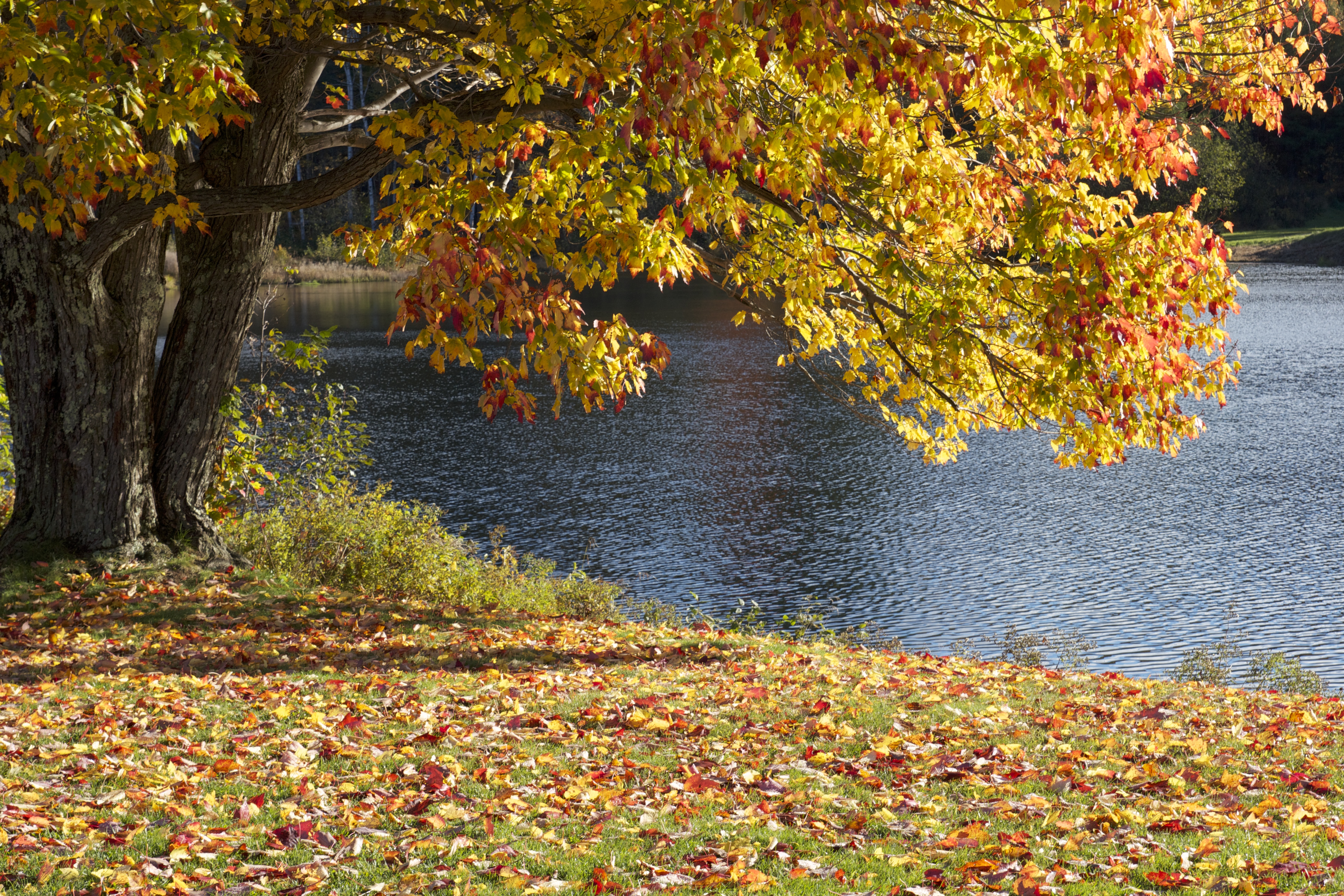 Осень листья парк