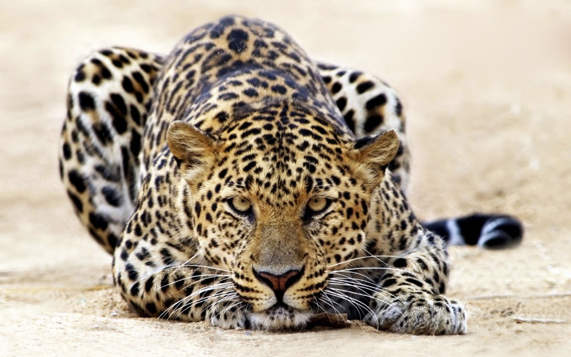 31230 скачать обои леопарды, животные - заставки и картинки бесплатно