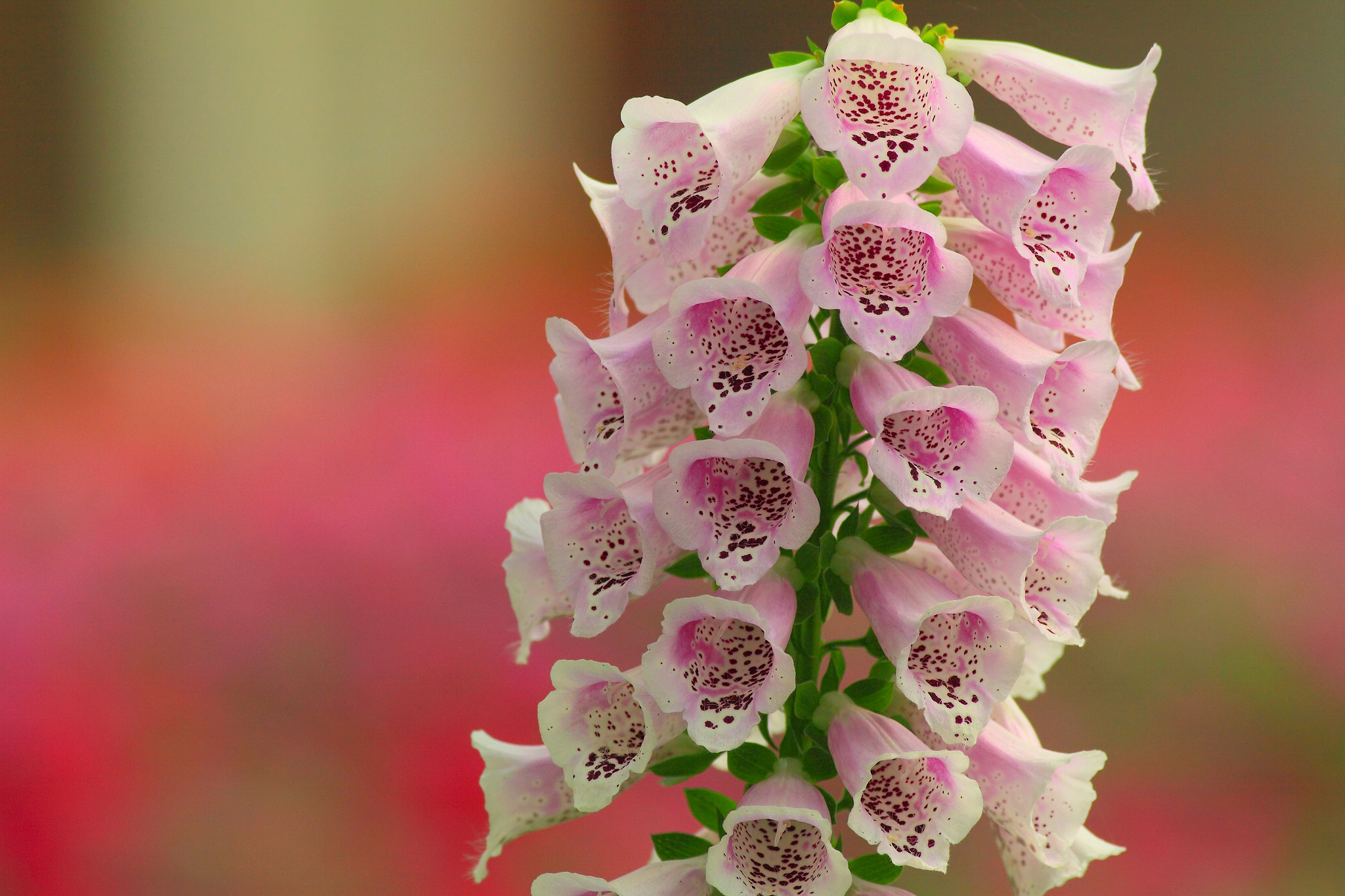 Digitalis Cell Phone Wallpapers