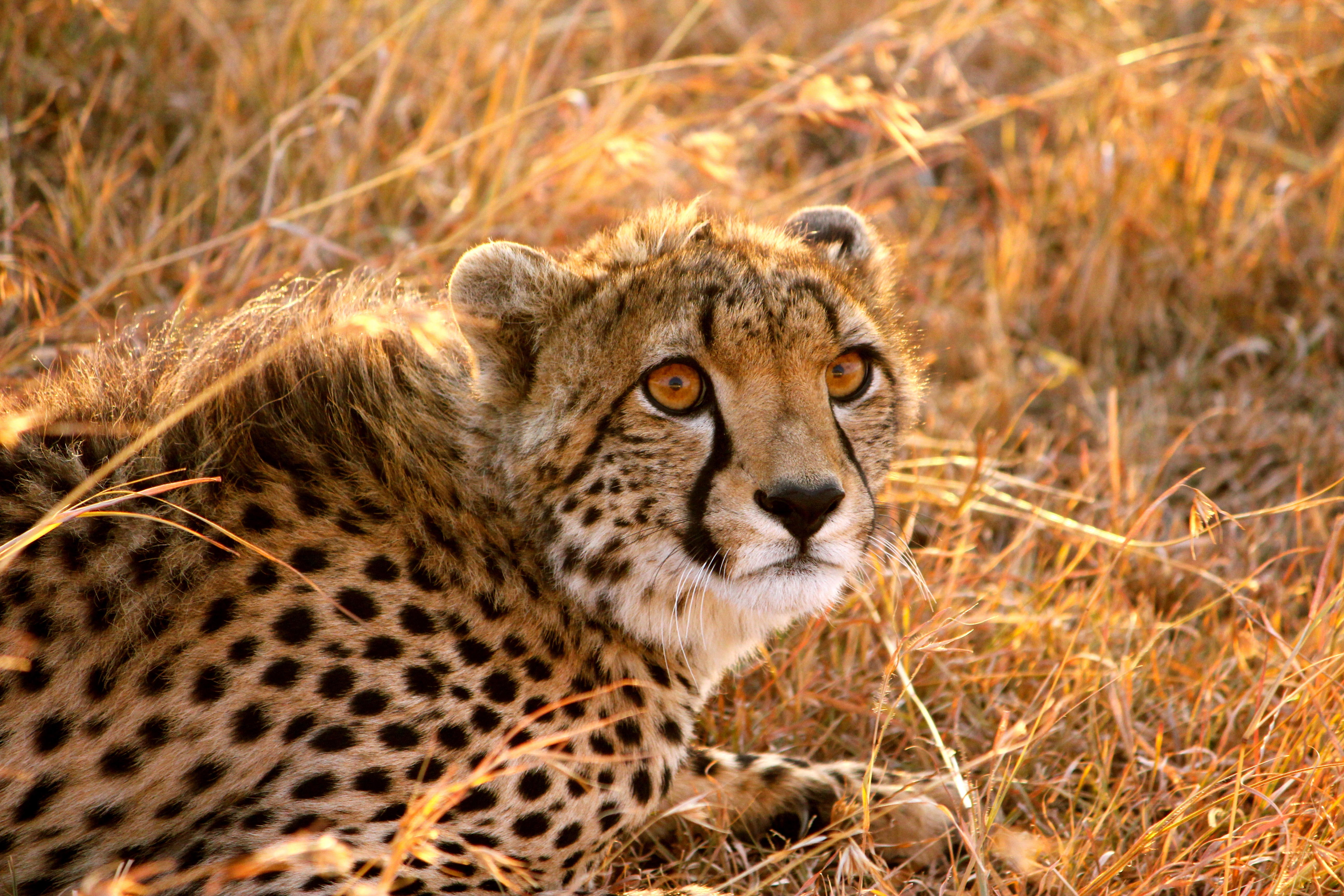Download mobile wallpaper Fright, Animals, To Lie Down, Lie, Big Cat, Cheetah for free.