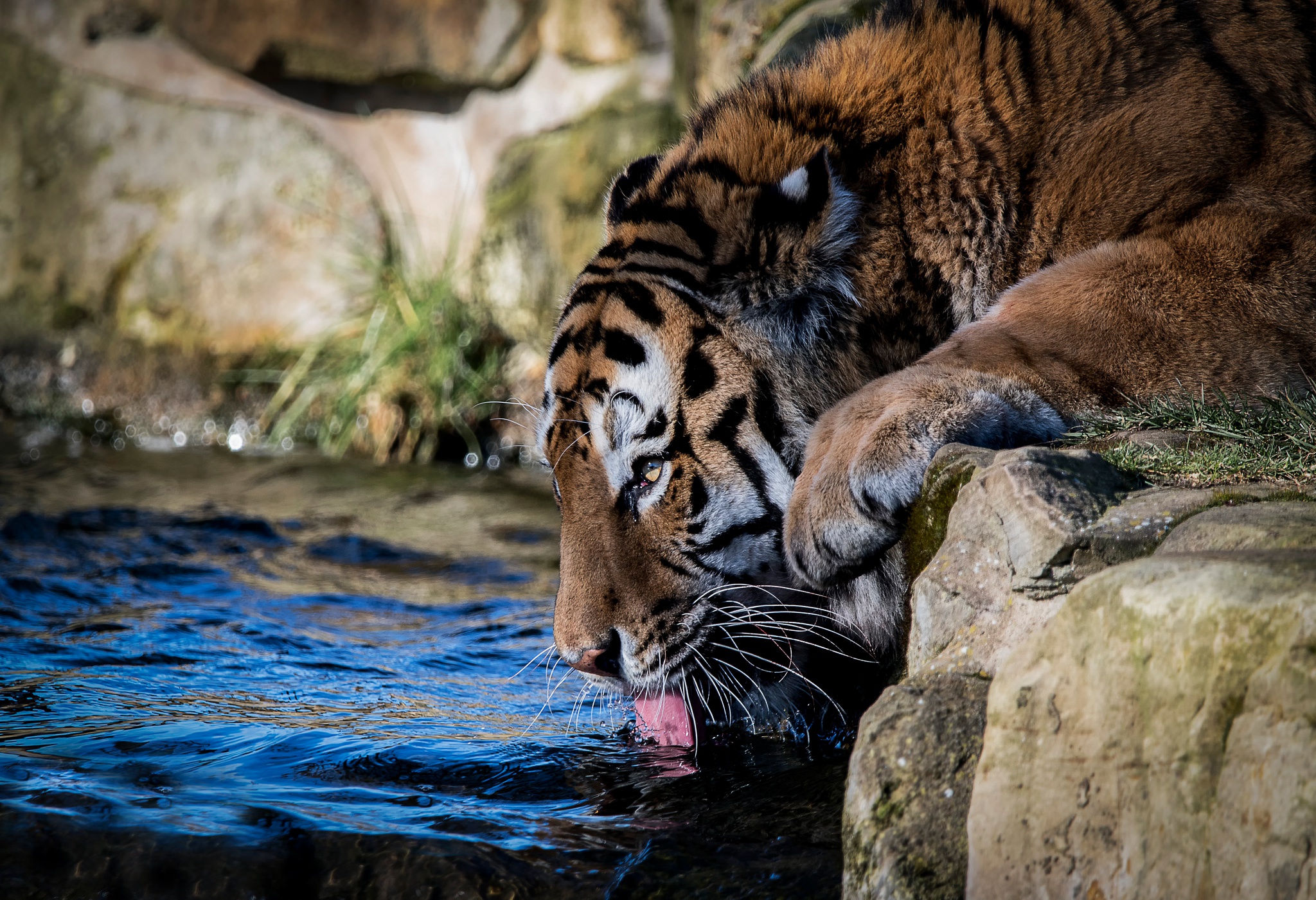 Тигр на водопое