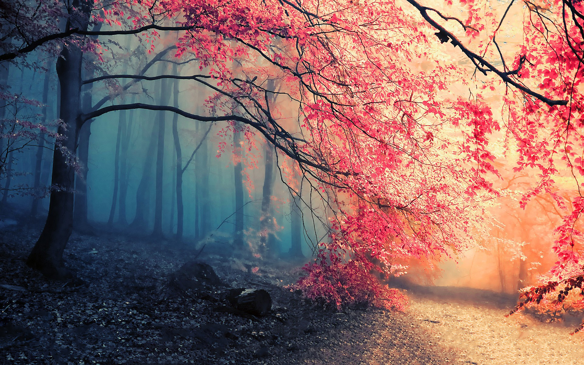 nature, forest, fall, earth, fog, path, tree Smartphone Background