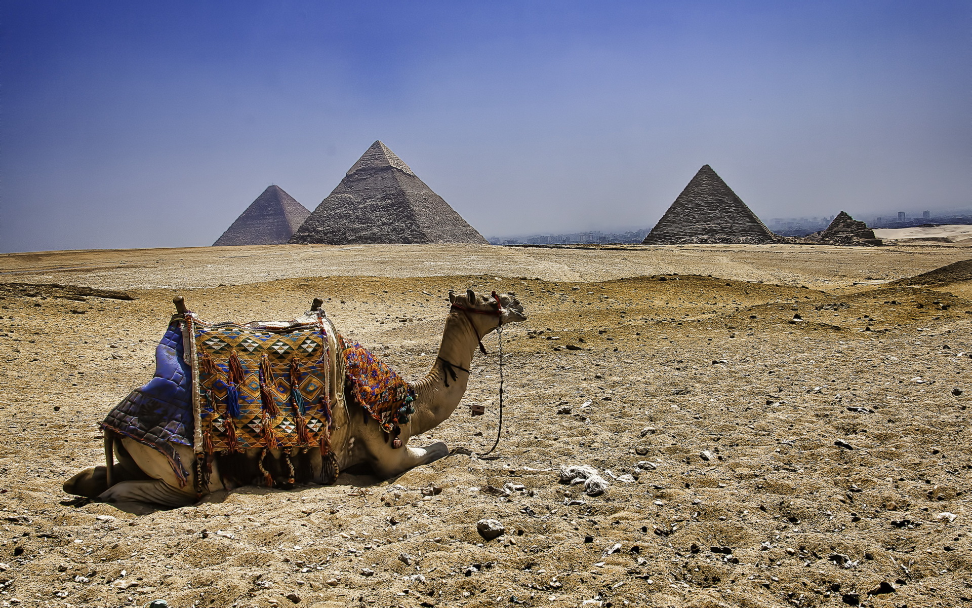 559809 下載圖片 动物, 骆驼 - 免費壁紙和屏保