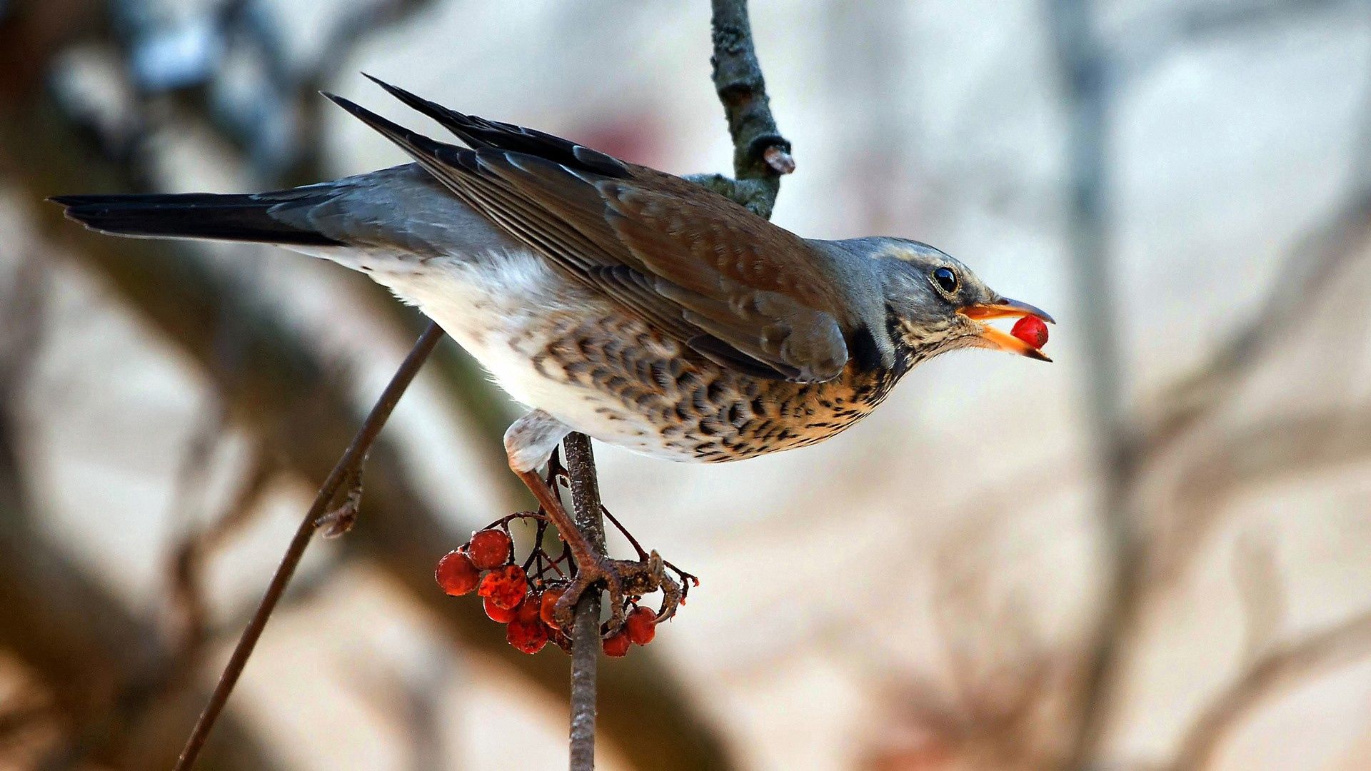 Download mobile wallpaper Sit, Berry, Animals, Branch, Food, Bird for free.