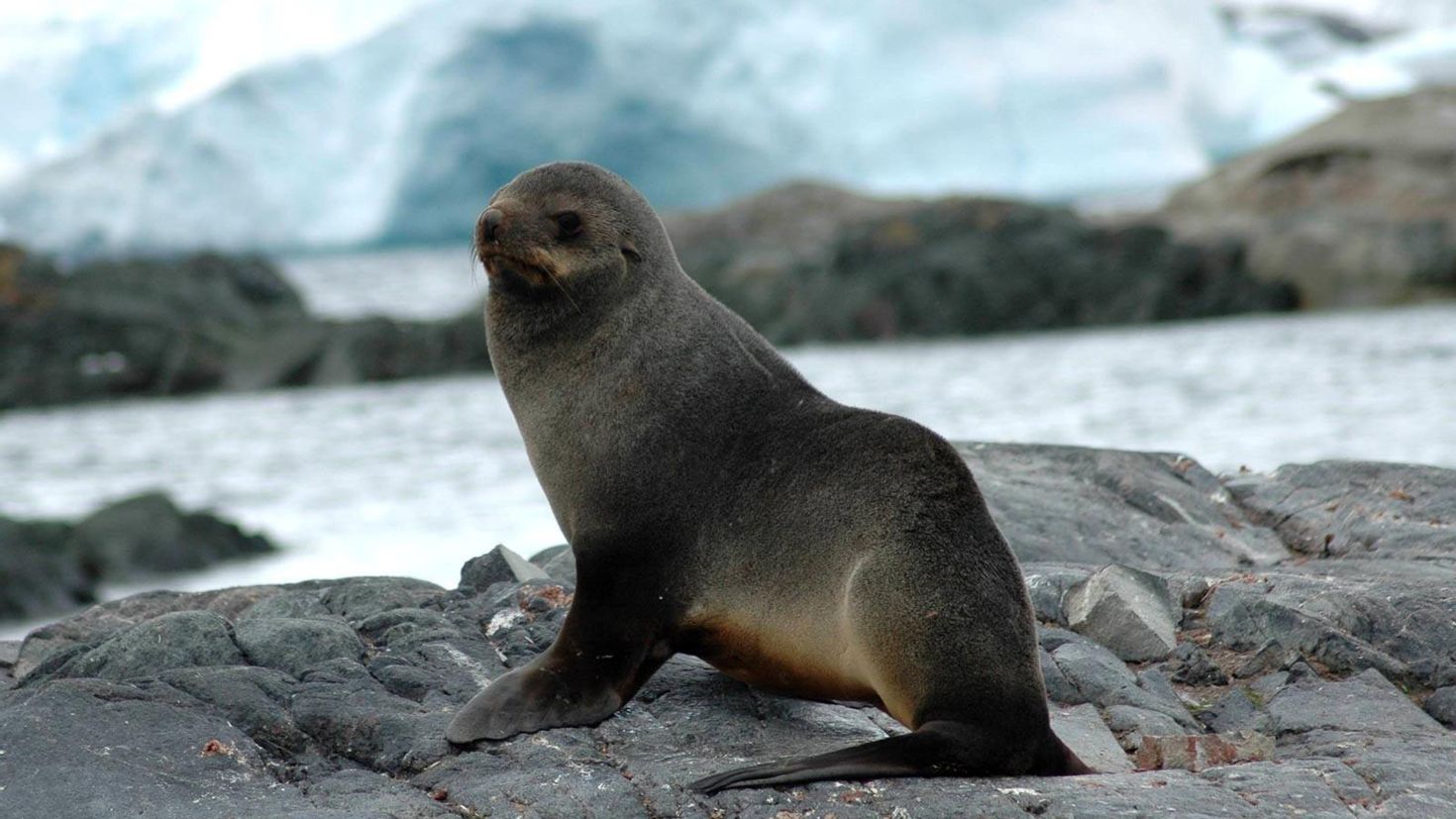 Seal's. Ластоногие морской котик. Северный морской котик. Тюлень и морской котик. Морские млекопитающие ластоногие.