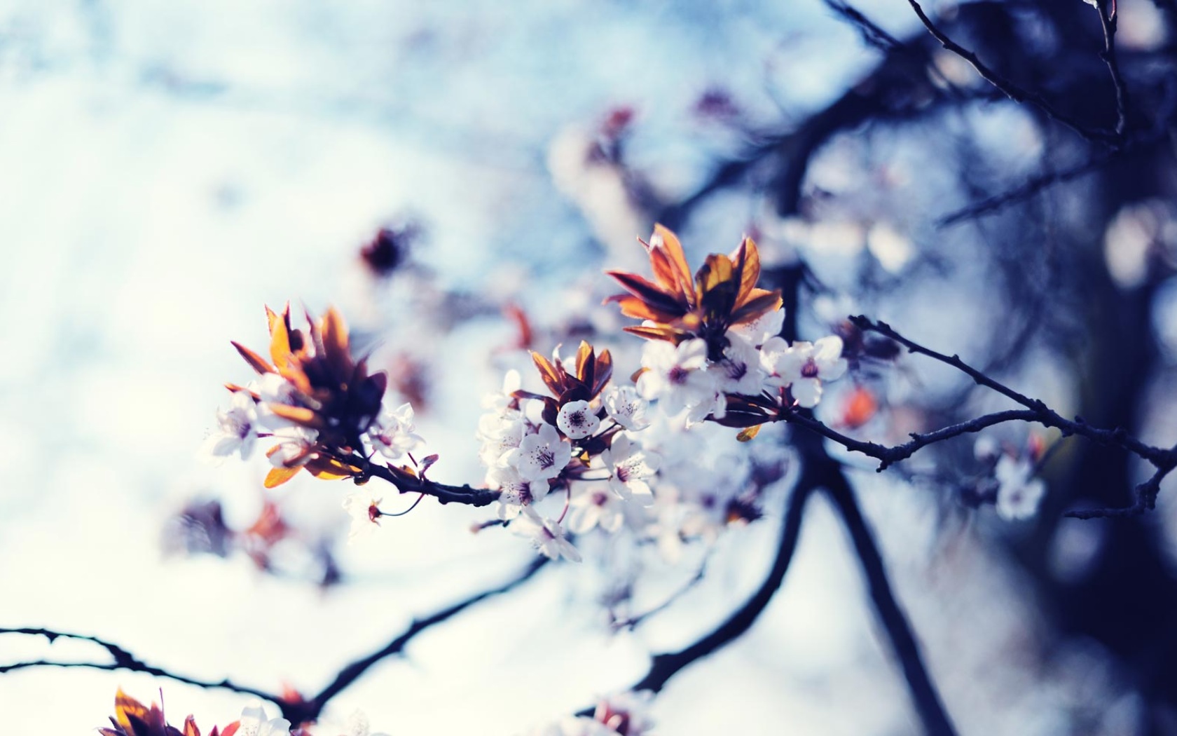 earth, blossom, bud, tree, flowers Smartphone Background