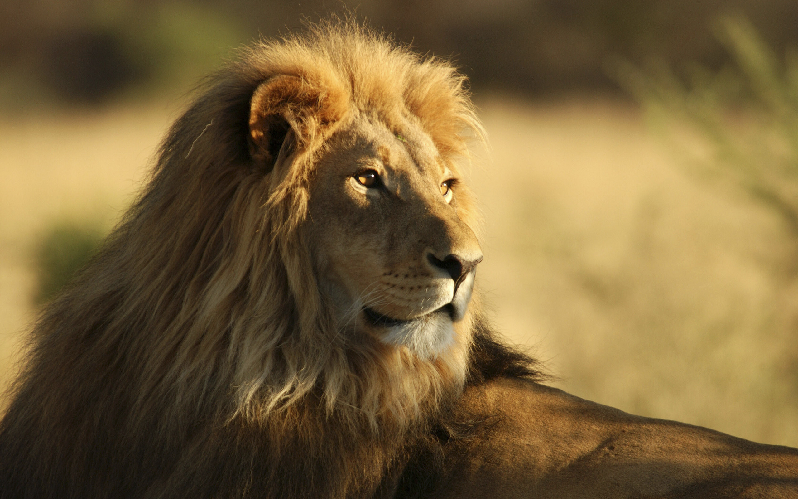 361560 免費下載壁紙 动物, 狮子, 猫 屏保和圖片