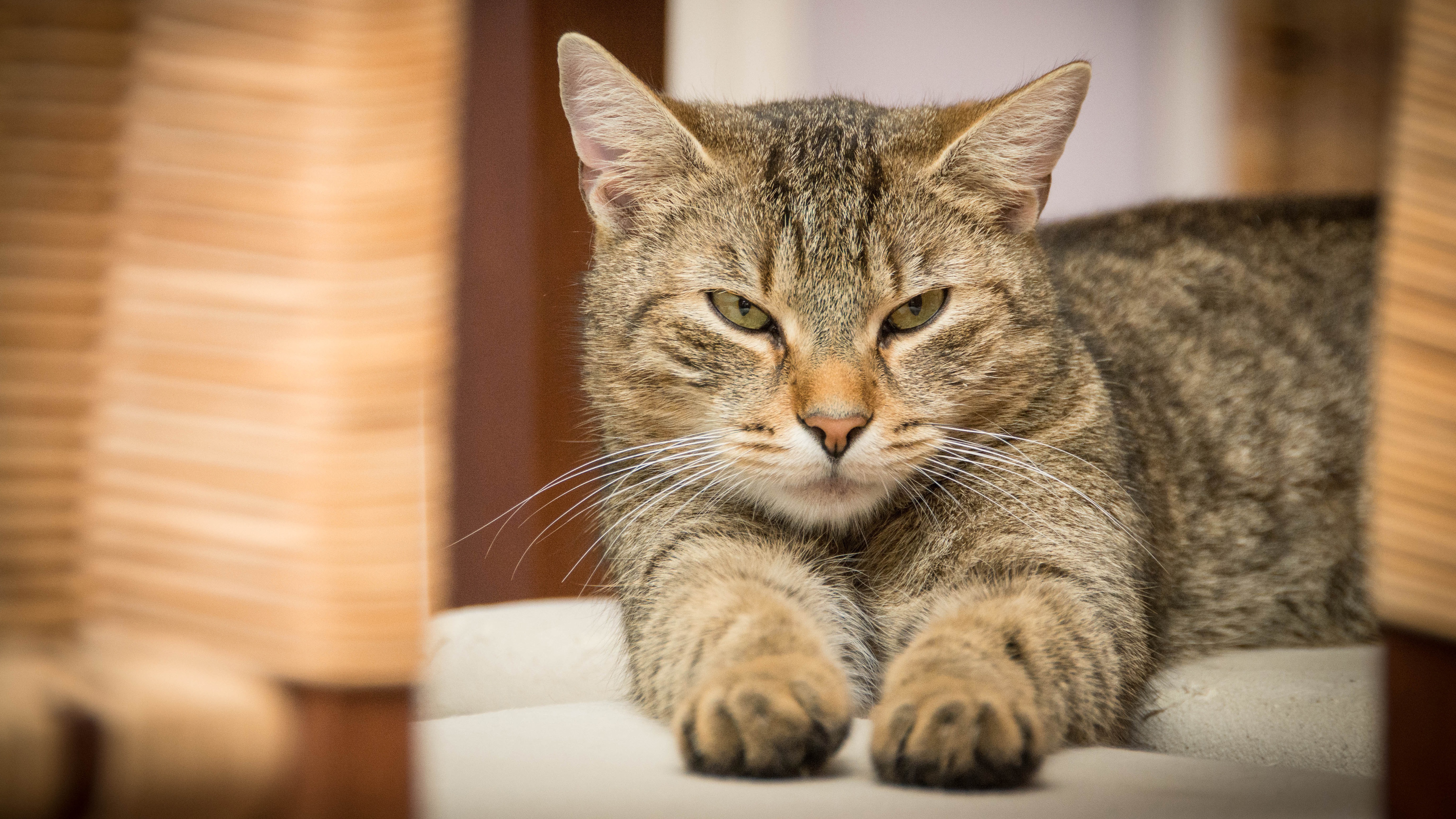 Аккуратный кот. Европейская короткошерстная табби. Домашний кот. Фото кота. Домашние животные коты.